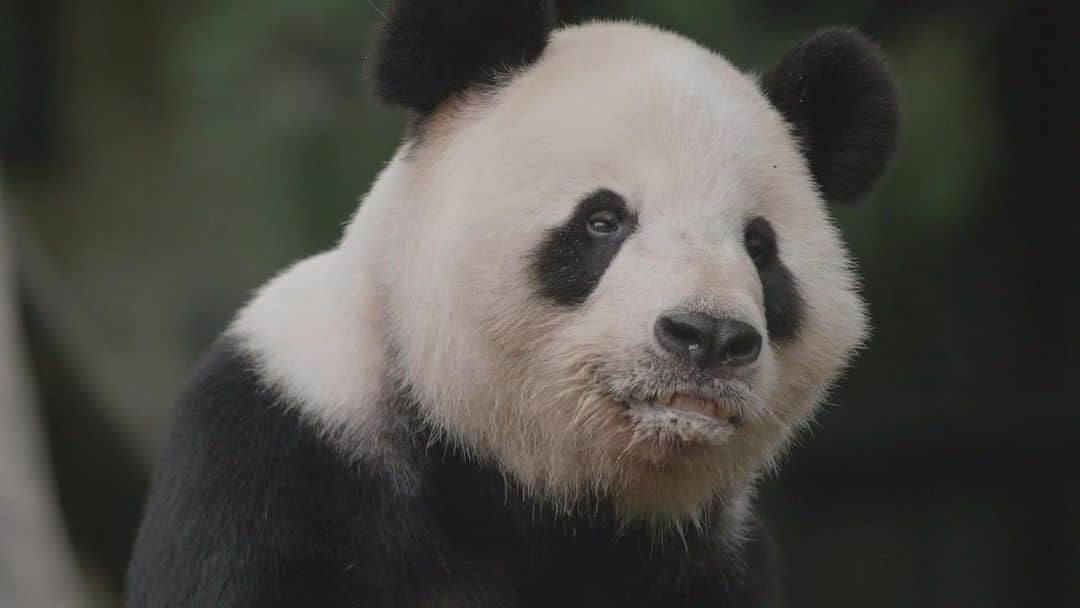 スミソニアン国立動物園のインスタグラム