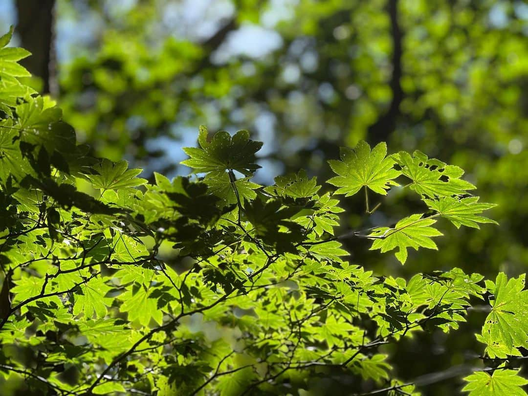 深沢邦之のインスタグラム：「紅葉する前の 緑の葉っぱ🍀 綺麗！ と思って写メしたら もっと綺麗に 撮れましたよ✌️ なんか この写真カッコよし✌️ 2枚目、3枚目、 福島県内の 活火山である 安達太良山登山 その様子をYouTubeで 動画配信しています #深沢邦之チャンネル  で検索してください😁 あなたの日常に 非日常の体験を👍 なーんて勝手に 思っております😁 モノは試しに 寄って覗いてね😁 #深沢邦之 #深沢邦之チャンネル #登山 #日本百名山 #福島県 #活火山 #安達太良山 #登山 #自然 #癒し #剣道 #剣道五段 #リバ剣 #出稽古  　　ふかふかチャオ」