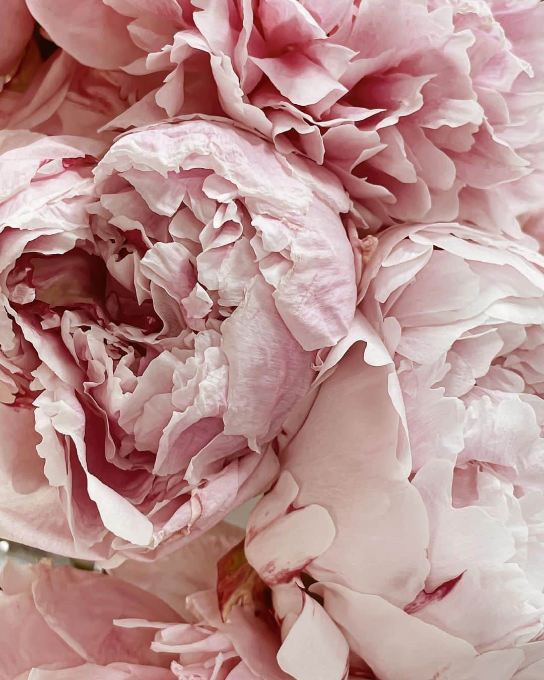Yukicoさんのインスタグラム写真 - (YukicoInstagram)「🍃🌸🍃🌸🍃  ————————————————————— 見てくださる方にプラスになる投稿をしていきます 是非いいね♡フォロー♡ よろしくお願いいたします𓅟 私の写真の編集については フォトレッスンでレクチャーをしています —————————————————————  #flowers#flowerpower#flowerphotography#flowerporn#flowerslovers#flowerstagram#bouquet#bouquets#btsarmy#jiminpen#btsjimin #ジミンペン」9月26日 6時57分 - yukicolifecom