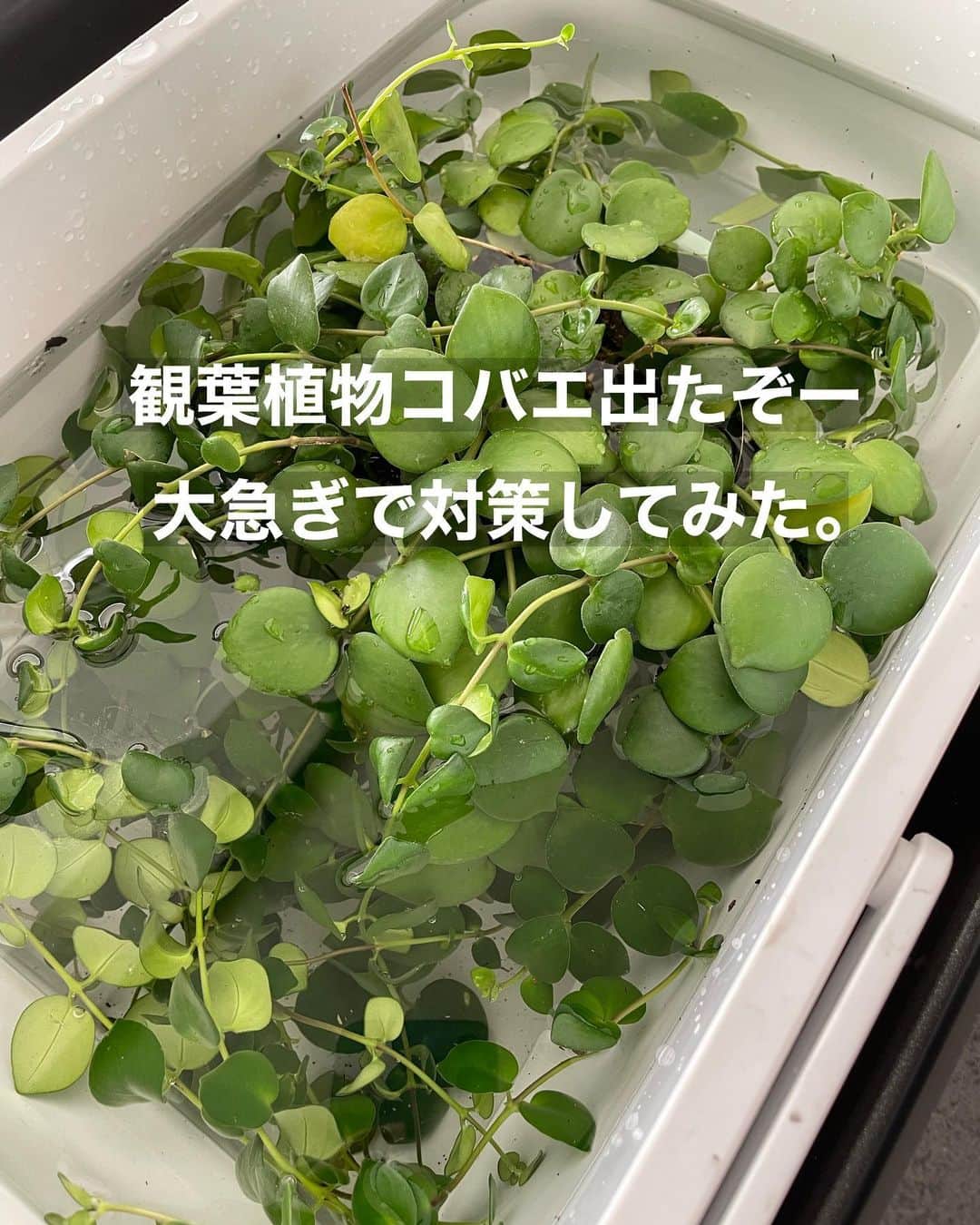 上田麻希子さんのインスタグラム写真 - (上田麻希子Instagram)「. . #uedmkkリビング #uedmkk洗面収納 ⁡ 「コバエ処置」 ⁡ リビングにグリーンを増やして約半年位。 ⁡ コバエがやってきました。 ⁡ 色々調べたけど友達から聞いていた 【植木鉢ごと水に沈める】 という対策がすぐできそうだったので早速やってみました。 ⁡ どこからコバエがわいてしまったのか分からなかったので一通り全てやりました。 ⁡ ①水を張ったバケツの中にコバエがわいてしまった鉢をまるごと沈め、10～15分程放置。 ⁡ ②コバエの成虫・幼虫や卵が水面に浮いてくるそうですが土などがあってあまり確認はできなかった... ⁡ ③水から植木鉢を引き揚げて風通しの良い場所にしばらく置く。 ⁡ 作業自体はとても簡単でしたが、全部やったから時間かかった(||ﾟДﾟ) ⁡ とりあえず今のところ発見していないので壊滅してくれたかな☻また出てきちゃったら報告します。 ⁡ グリーンが増えて手間は多少かかるけど、そんな時間を楽しめるようになって、今まで知らない情報を得られる事も楽しいものです。 . . #観葉植物 #観葉植物のある暮らし #インドアグリーン #インドアグリーンのある暮らし #コバエ対策 #折りたたみ #折りたたみバケツ #洗面所 #洗面所収納 #Panasonic #パーソナルお片づけアドバイザー #整理収納アドバイザー #整理収納 #お片づけ #収納 #日々の暮らし #暮らしを楽しむ #マンションライフ #マンション暮らし #子育て #子供と犬の生活 #uedmkk収納」9月26日 7時03分 - uedmkk