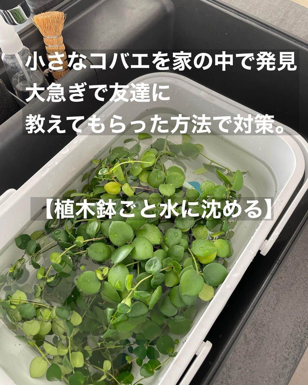 上田麻希子さんのインスタグラム写真 - (上田麻希子Instagram)「. . #uedmkkリビング #uedmkk洗面収納 ⁡ 「コバエ処置」 ⁡ リビングにグリーンを増やして約半年位。 ⁡ コバエがやってきました。 ⁡ 色々調べたけど友達から聞いていた 【植木鉢ごと水に沈める】 という対策がすぐできそうだったので早速やってみました。 ⁡ どこからコバエがわいてしまったのか分からなかったので一通り全てやりました。 ⁡ ①水を張ったバケツの中にコバエがわいてしまった鉢をまるごと沈め、10～15分程放置。 ⁡ ②コバエの成虫・幼虫や卵が水面に浮いてくるそうですが土などがあってあまり確認はできなかった... ⁡ ③水から植木鉢を引き揚げて風通しの良い場所にしばらく置く。 ⁡ 作業自体はとても簡単でしたが、全部やったから時間かかった(||ﾟДﾟ) ⁡ とりあえず今のところ発見していないので壊滅してくれたかな☻また出てきちゃったら報告します。 ⁡ グリーンが増えて手間は多少かかるけど、そんな時間を楽しめるようになって、今まで知らない情報を得られる事も楽しいものです。 . . #観葉植物 #観葉植物のある暮らし #インドアグリーン #インドアグリーンのある暮らし #コバエ対策 #折りたたみ #折りたたみバケツ #洗面所 #洗面所収納 #Panasonic #パーソナルお片づけアドバイザー #整理収納アドバイザー #整理収納 #お片づけ #収納 #日々の暮らし #暮らしを楽しむ #マンションライフ #マンション暮らし #子育て #子供と犬の生活 #uedmkk収納」9月26日 7時03分 - uedmkk