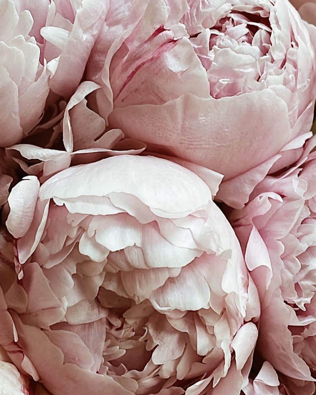 Yukicoさんのインスタグラム写真 - (YukicoInstagram)「🍃🌸🍃🌸🍃  ————————————————————— 見てくださる方にプラスになる投稿をしていきます 是非いいね♡フォロー♡ よろしくお願いいたします𓅟 私の写真の編集については フォトレッスンでレクチャーをしています —————————————————————  #flowers#flowerpower#flowerphotography#flowerporn#flowerslovers#flowerstagram#bouquet#bouquets#btsarmy#jiminpen#btsjimin #ジミンペン」9月26日 7時14分 - yukicolifecom