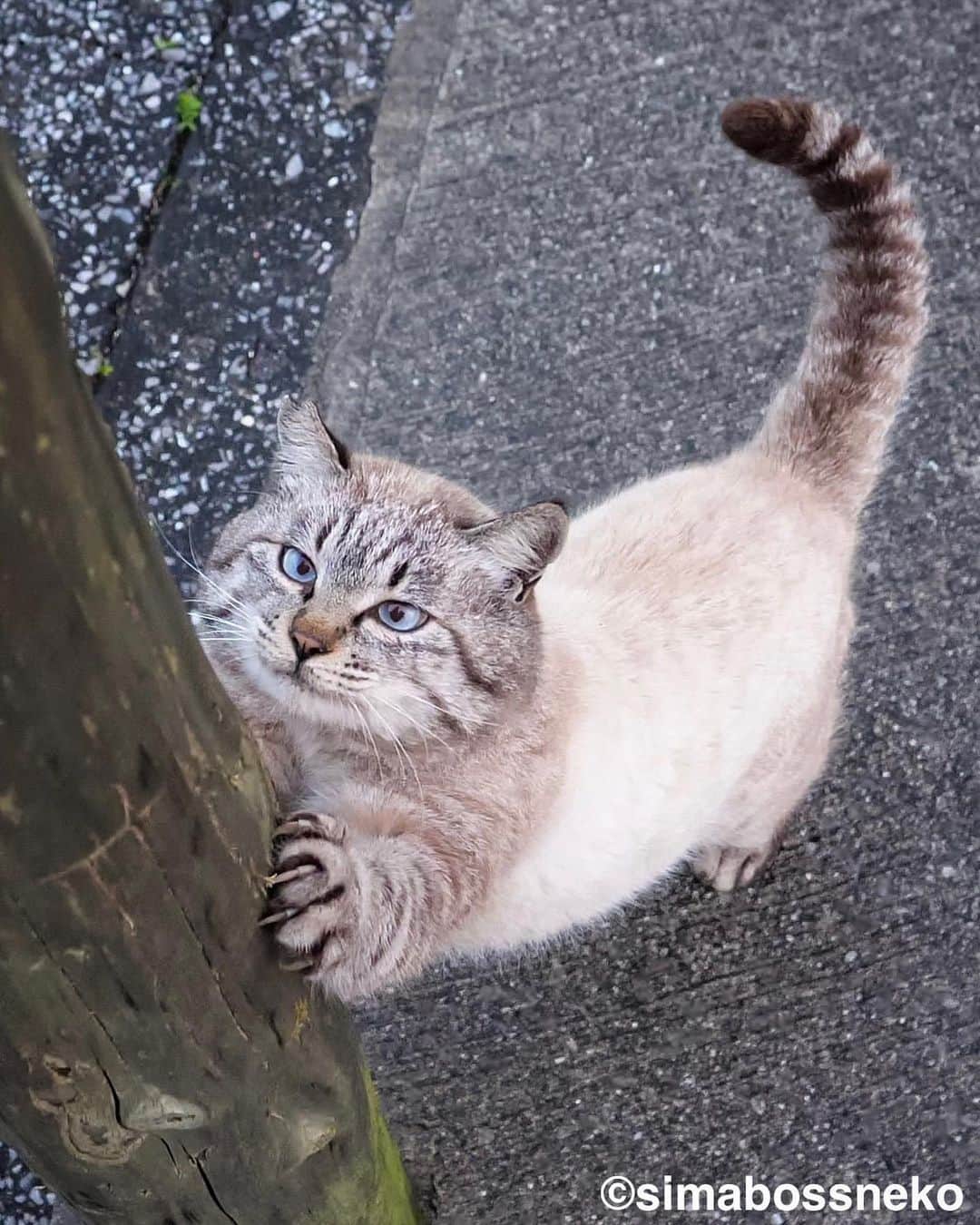 simabossnekoさんのインスタグラム写真 - (simabossnekoInstagram)「・ ふくふく立派なボス猫さん✨ Chubby boss cat❣️  #過去pic  ・ ★simabossneko 2024年版 カレンダーラインナップ★  ＼今年は6種類😽🐾／  ◎卓上 B6 週めくりタイプ 【さちカレンダー2024】  ・愛らしい島猫"さち"の姿をおさめています🗓️ ・枚数28枚。(両面仕様 計56面) ・初めての"週めくり"カレンダー✨ ●minne、メルカリShops内"simabossneko's shop"にて  ※大分・深島Cafeむぎ でも数量限定で販売中。  ・〜・〜・〜・〜・〜・〜・〜  ◎卓上 B6 週めくりタイプ 【ほっこり島猫週めくりカレンダー2024】  ・53週、ふくふく仲良し。選りすぐりの島猫たちがいっぱい🙌 ・枚数28枚(両面仕様 計56面)の週めくりカレンダー ・六曜、祝日付き ●minne、メルカリShops内"simabossneko's shop"にて  ※熊本・湯島売店、ねころびカフェでも数量限定で販売中。  ・〜・〜・〜・〜・〜・〜・〜  ◎壁掛け 月めくりタイプ 【なかよしすぎる島猫カレンダー2024】  ・MdNコーポレーション製作 ・六曜、二十四節気、雑節、朔望（月相）、イベント、前後月掲載 ・自由に書き込めるフリースペースを用意 ・サイズ：縦30×横40cm（展開時60×40cm） ●Amazon japan、楽天ブックス等にて  ・〜・〜・〜・〜・〜・〜・〜  ◎卓上 日めくりタイプ 【ほっこりゆったり毎日島猫日めくりカレンダー2024】  ・翔泳社製作 ・毎日違う島猫の写真が楽しめる366日の日めくりタイプ ・お散歩、昼寝、仲良し、じゃれ合いなどなど、様々なシーンを掲載！ ・縦100×横140mm、天糊綴じ、370P、スタンド付き ●Amazon japan、楽天ブックス等にて  ・〜・〜・〜・〜・〜・〜・〜  ◎卓上月めくり、壁掛け月めくりの2タイプ 【日なたぼっこ猫だよりカレンダー2024】  ・アクティブコーポレーション製作 ・毎年好評のシリーズ。のんびりだらだらな猫たちが、癒しと、人生をちょっとよく生きるメッセージを送ります。 （カレンダー内には 7枚、simabossnekoの写真が掲載されています。） ●ハンズ、アクティブコーポレーション公式ショップ等にて  毎日島猫日めくりカレンダーと日なたぼっこ猫だよりは、 さちカレンダーや島猫週めくりカレンダーとのセットを、simabossneko's shopにて販売中です✨  ・ Available now❗️ "Island Cats Weekly Calendar 2024" and "Sachi Weekly Calendar2024"  ●Island Cats Weekly Calendar 2024 53weeks, A lot of selected island cats photos❣️  ●Sachi Weekly Calendar 2024 It is a calendar that shows the lovely island cat "Sachi"💓  These are desktop, B6 size. 28 sheets (56 sides in total with double-sided specifications) Weekly calendar.   We also sell a great set with “Hinatabokko Nekodayori Calendar” and “366days Island cats Day to Day Calendar” 🐾  The 2024 calendars are sold at minne "simabossneko's shop“  ●Shop URL https://minne.com/＠simabossneko  🇺🇸🇰🇷🇹🇼 It is possible to purchase and ship the works from Taiwan, Hong Kong, the USA, Korea, etc.  🇫🇷🇬🇧🇩🇪 It is now possible to ship and purchase the works to Europe!! France, UK, Germany etc.  ※ Shipping fee will be charged separately.  You can reach the shop from the profile link of @simabossneko or @p_nyanco22   And, Story highlights also have a link to the shop. Please take a look there too.  ・ #しまねこ #島猫 #ねこ #にゃんすたぐらむ #猫写真 #cats_of_world #catloversclub #pleasantcats #catstagram #meowed #ig_japan #lumixg9」9月26日 7時40分 - simabossneko