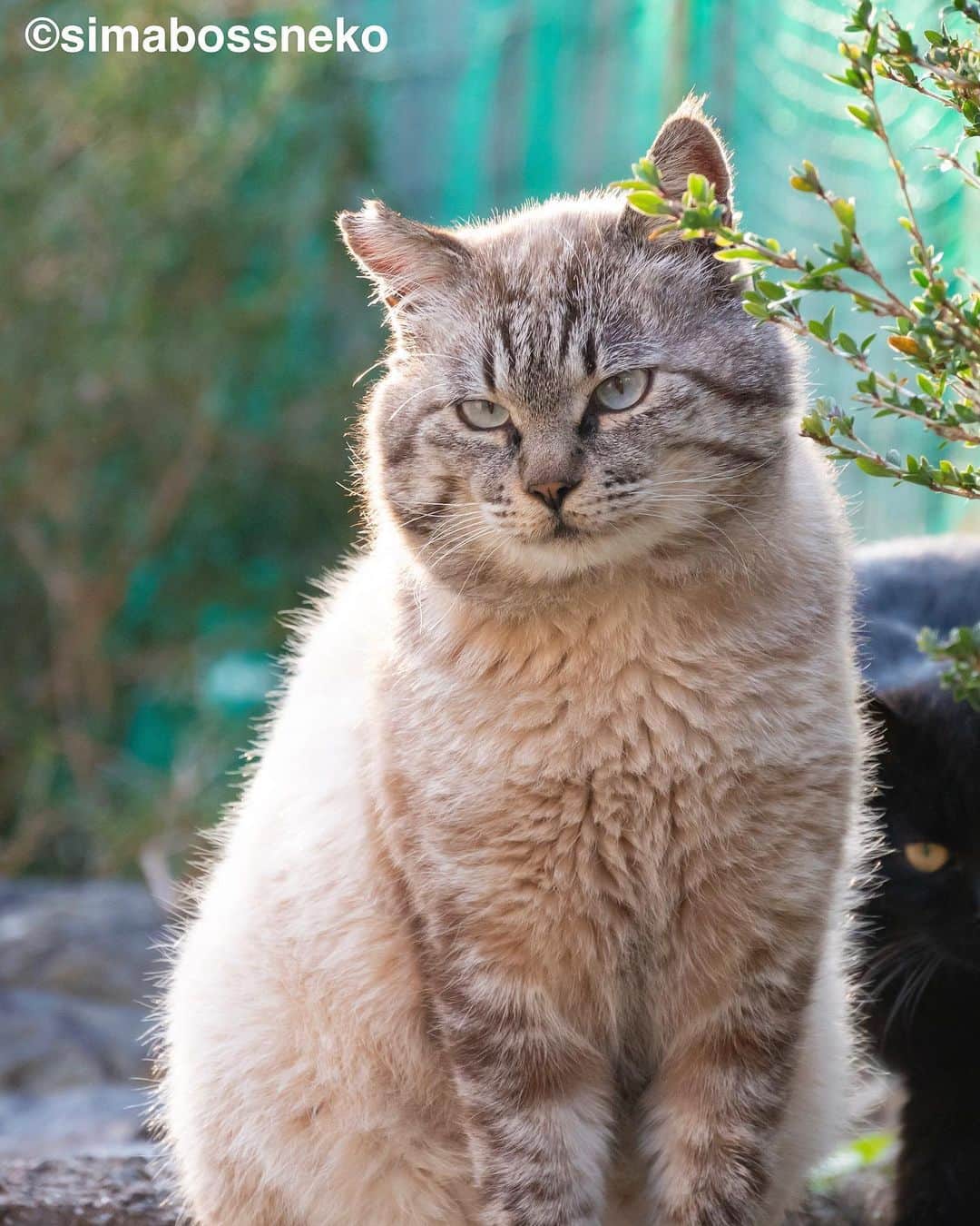 simabossnekoさんのインスタグラム写真 - (simabossnekoInstagram)「・ ふくふく立派なボス猫さん✨ Chubby boss cat❣️  #過去pic  ・ ★simabossneko 2024年版 カレンダーラインナップ★  ＼今年は6種類😽🐾／  ◎卓上 B6 週めくりタイプ 【さちカレンダー2024】  ・愛らしい島猫"さち"の姿をおさめています🗓️ ・枚数28枚。(両面仕様 計56面) ・初めての"週めくり"カレンダー✨ ●minne、メルカリShops内"simabossneko's shop"にて  ※大分・深島Cafeむぎ でも数量限定で販売中。  ・〜・〜・〜・〜・〜・〜・〜  ◎卓上 B6 週めくりタイプ 【ほっこり島猫週めくりカレンダー2024】  ・53週、ふくふく仲良し。選りすぐりの島猫たちがいっぱい🙌 ・枚数28枚(両面仕様 計56面)の週めくりカレンダー ・六曜、祝日付き ●minne、メルカリShops内"simabossneko's shop"にて  ※熊本・湯島売店、ねころびカフェでも数量限定で販売中。  ・〜・〜・〜・〜・〜・〜・〜  ◎壁掛け 月めくりタイプ 【なかよしすぎる島猫カレンダー2024】  ・MdNコーポレーション製作 ・六曜、二十四節気、雑節、朔望（月相）、イベント、前後月掲載 ・自由に書き込めるフリースペースを用意 ・サイズ：縦30×横40cm（展開時60×40cm） ●Amazon japan、楽天ブックス等にて  ・〜・〜・〜・〜・〜・〜・〜  ◎卓上 日めくりタイプ 【ほっこりゆったり毎日島猫日めくりカレンダー2024】  ・翔泳社製作 ・毎日違う島猫の写真が楽しめる366日の日めくりタイプ ・お散歩、昼寝、仲良し、じゃれ合いなどなど、様々なシーンを掲載！ ・縦100×横140mm、天糊綴じ、370P、スタンド付き ●Amazon japan、楽天ブックス等にて  ・〜・〜・〜・〜・〜・〜・〜  ◎卓上月めくり、壁掛け月めくりの2タイプ 【日なたぼっこ猫だよりカレンダー2024】  ・アクティブコーポレーション製作 ・毎年好評のシリーズ。のんびりだらだらな猫たちが、癒しと、人生をちょっとよく生きるメッセージを送ります。 （カレンダー内には 7枚、simabossnekoの写真が掲載されています。） ●ハンズ、アクティブコーポレーション公式ショップ等にて  毎日島猫日めくりカレンダーと日なたぼっこ猫だよりは、 さちカレンダーや島猫週めくりカレンダーとのセットを、simabossneko's shopにて販売中です✨  ・ Available now❗️ "Island Cats Weekly Calendar 2024" and "Sachi Weekly Calendar2024"  ●Island Cats Weekly Calendar 2024 53weeks, A lot of selected island cats photos❣️  ●Sachi Weekly Calendar 2024 It is a calendar that shows the lovely island cat "Sachi"💓  These are desktop, B6 size. 28 sheets (56 sides in total with double-sided specifications) Weekly calendar.   We also sell a great set with “Hinatabokko Nekodayori Calendar” and “366days Island cats Day to Day Calendar” 🐾  The 2024 calendars are sold at minne "simabossneko's shop“  ●Shop URL https://minne.com/＠simabossneko  🇺🇸🇰🇷🇹🇼 It is possible to purchase and ship the works from Taiwan, Hong Kong, the USA, Korea, etc.  🇫🇷🇬🇧🇩🇪 It is now possible to ship and purchase the works to Europe!! France, UK, Germany etc.  ※ Shipping fee will be charged separately.  You can reach the shop from the profile link of @simabossneko or @p_nyanco22   And, Story highlights also have a link to the shop. Please take a look there too.  ・ #しまねこ #島猫 #ねこ #にゃんすたぐらむ #猫写真 #cats_of_world #catloversclub #pleasantcats #catstagram #meowed #ig_japan #lumixg9」9月26日 7時40分 - simabossneko