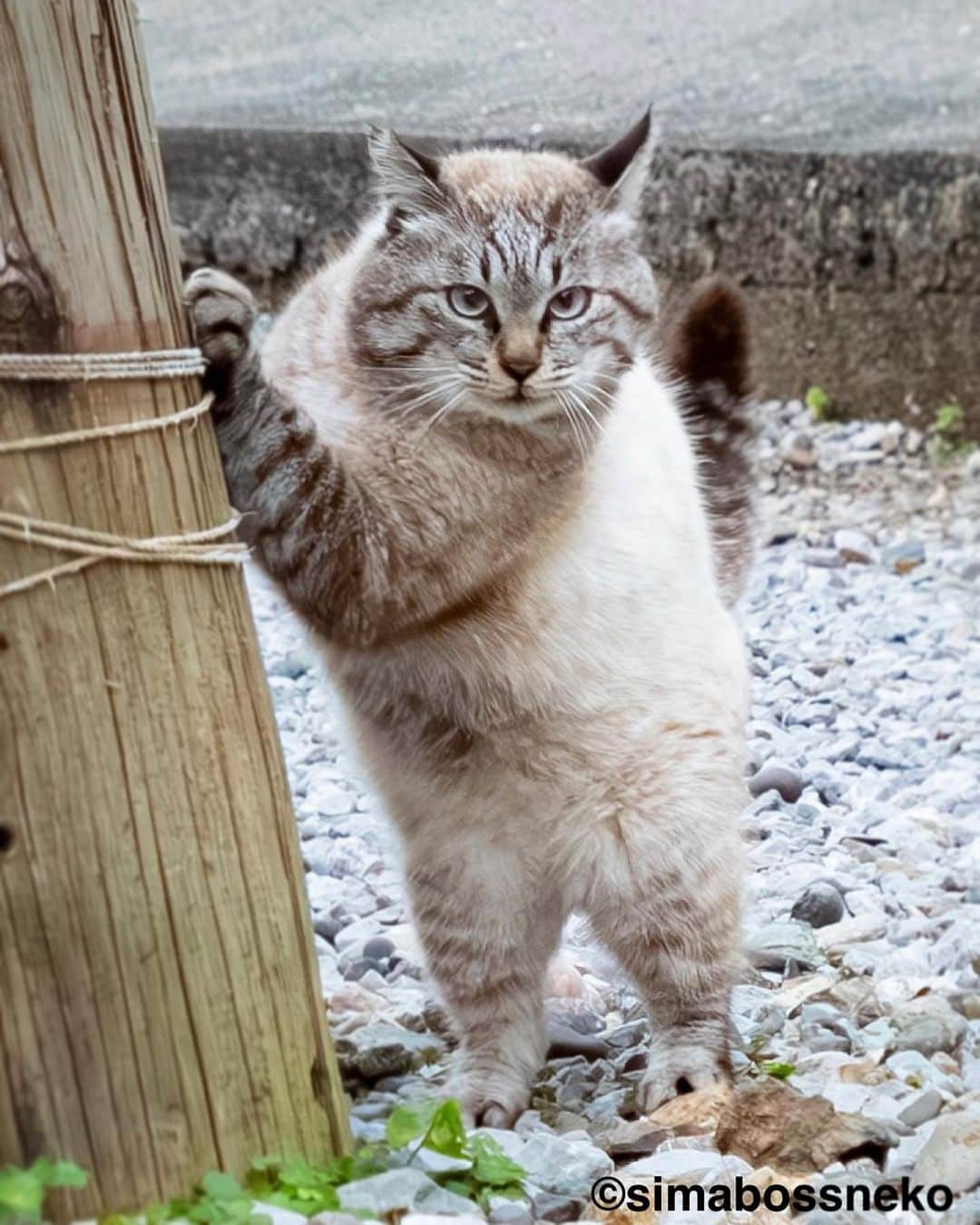 simabossnekoさんのインスタグラム写真 - (simabossnekoInstagram)「・ ふくふく立派なボス猫さん✨ Chubby boss cat❣️  #過去pic  ・ ★simabossneko 2024年版 カレンダーラインナップ★  ＼今年は6種類😽🐾／  ◎卓上 B6 週めくりタイプ 【さちカレンダー2024】  ・愛らしい島猫"さち"の姿をおさめています🗓️ ・枚数28枚。(両面仕様 計56面) ・初めての"週めくり"カレンダー✨ ●minne、メルカリShops内"simabossneko's shop"にて  ※大分・深島Cafeむぎ でも数量限定で販売中。  ・〜・〜・〜・〜・〜・〜・〜  ◎卓上 B6 週めくりタイプ 【ほっこり島猫週めくりカレンダー2024】  ・53週、ふくふく仲良し。選りすぐりの島猫たちがいっぱい🙌 ・枚数28枚(両面仕様 計56面)の週めくりカレンダー ・六曜、祝日付き ●minne、メルカリShops内"simabossneko's shop"にて  ※熊本・湯島売店、ねころびカフェでも数量限定で販売中。  ・〜・〜・〜・〜・〜・〜・〜  ◎壁掛け 月めくりタイプ 【なかよしすぎる島猫カレンダー2024】  ・MdNコーポレーション製作 ・六曜、二十四節気、雑節、朔望（月相）、イベント、前後月掲載 ・自由に書き込めるフリースペースを用意 ・サイズ：縦30×横40cm（展開時60×40cm） ●Amazon japan、楽天ブックス等にて  ・〜・〜・〜・〜・〜・〜・〜  ◎卓上 日めくりタイプ 【ほっこりゆったり毎日島猫日めくりカレンダー2024】  ・翔泳社製作 ・毎日違う島猫の写真が楽しめる366日の日めくりタイプ ・お散歩、昼寝、仲良し、じゃれ合いなどなど、様々なシーンを掲載！ ・縦100×横140mm、天糊綴じ、370P、スタンド付き ●Amazon japan、楽天ブックス等にて  ・〜・〜・〜・〜・〜・〜・〜  ◎卓上月めくり、壁掛け月めくりの2タイプ 【日なたぼっこ猫だよりカレンダー2024】  ・アクティブコーポレーション製作 ・毎年好評のシリーズ。のんびりだらだらな猫たちが、癒しと、人生をちょっとよく生きるメッセージを送ります。 （カレンダー内には 7枚、simabossnekoの写真が掲載されています。） ●ハンズ、アクティブコーポレーション公式ショップ等にて  毎日島猫日めくりカレンダーと日なたぼっこ猫だよりは、 さちカレンダーや島猫週めくりカレンダーとのセットを、simabossneko's shopにて販売中です✨  ・ Available now❗️ "Island Cats Weekly Calendar 2024" and "Sachi Weekly Calendar2024"  ●Island Cats Weekly Calendar 2024 53weeks, A lot of selected island cats photos❣️  ●Sachi Weekly Calendar 2024 It is a calendar that shows the lovely island cat "Sachi"💓  These are desktop, B6 size. 28 sheets (56 sides in total with double-sided specifications) Weekly calendar.   We also sell a great set with “Hinatabokko Nekodayori Calendar” and “366days Island cats Day to Day Calendar” 🐾  The 2024 calendars are sold at minne "simabossneko's shop“  ●Shop URL https://minne.com/＠simabossneko  🇺🇸🇰🇷🇹🇼 It is possible to purchase and ship the works from Taiwan, Hong Kong, the USA, Korea, etc.  🇫🇷🇬🇧🇩🇪 It is now possible to ship and purchase the works to Europe!! France, UK, Germany etc.  ※ Shipping fee will be charged separately.  You can reach the shop from the profile link of @simabossneko or @p_nyanco22   And, Story highlights also have a link to the shop. Please take a look there too.  ・ #しまねこ #島猫 #ねこ #にゃんすたぐらむ #猫写真 #cats_of_world #catloversclub #pleasantcats #catstagram #meowed #ig_japan #lumixg9」9月26日 7時40分 - simabossneko
