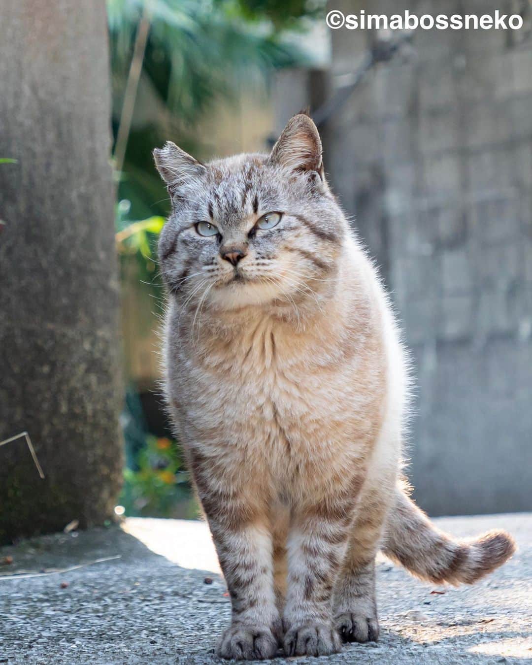 simabossnekoさんのインスタグラム写真 - (simabossnekoInstagram)「・ ふくふく立派なボス猫さん✨ Chubby boss cat❣️  #過去pic  ・ ★simabossneko 2024年版 カレンダーラインナップ★  ＼今年は6種類😽🐾／  ◎卓上 B6 週めくりタイプ 【さちカレンダー2024】  ・愛らしい島猫"さち"の姿をおさめています🗓️ ・枚数28枚。(両面仕様 計56面) ・初めての"週めくり"カレンダー✨ ●minne、メルカリShops内"simabossneko's shop"にて  ※大分・深島Cafeむぎ でも数量限定で販売中。  ・〜・〜・〜・〜・〜・〜・〜  ◎卓上 B6 週めくりタイプ 【ほっこり島猫週めくりカレンダー2024】  ・53週、ふくふく仲良し。選りすぐりの島猫たちがいっぱい🙌 ・枚数28枚(両面仕様 計56面)の週めくりカレンダー ・六曜、祝日付き ●minne、メルカリShops内"simabossneko's shop"にて  ※熊本・湯島売店、ねころびカフェでも数量限定で販売中。  ・〜・〜・〜・〜・〜・〜・〜  ◎壁掛け 月めくりタイプ 【なかよしすぎる島猫カレンダー2024】  ・MdNコーポレーション製作 ・六曜、二十四節気、雑節、朔望（月相）、イベント、前後月掲載 ・自由に書き込めるフリースペースを用意 ・サイズ：縦30×横40cm（展開時60×40cm） ●Amazon japan、楽天ブックス等にて  ・〜・〜・〜・〜・〜・〜・〜  ◎卓上 日めくりタイプ 【ほっこりゆったり毎日島猫日めくりカレンダー2024】  ・翔泳社製作 ・毎日違う島猫の写真が楽しめる366日の日めくりタイプ ・お散歩、昼寝、仲良し、じゃれ合いなどなど、様々なシーンを掲載！ ・縦100×横140mm、天糊綴じ、370P、スタンド付き ●Amazon japan、楽天ブックス等にて  ・〜・〜・〜・〜・〜・〜・〜  ◎卓上月めくり、壁掛け月めくりの2タイプ 【日なたぼっこ猫だよりカレンダー2024】  ・アクティブコーポレーション製作 ・毎年好評のシリーズ。のんびりだらだらな猫たちが、癒しと、人生をちょっとよく生きるメッセージを送ります。 （カレンダー内には 7枚、simabossnekoの写真が掲載されています。） ●ハンズ、アクティブコーポレーション公式ショップ等にて  毎日島猫日めくりカレンダーと日なたぼっこ猫だよりは、 さちカレンダーや島猫週めくりカレンダーとのセットを、simabossneko's shopにて販売中です✨  ・ Available now❗️ "Island Cats Weekly Calendar 2024" and "Sachi Weekly Calendar2024"  ●Island Cats Weekly Calendar 2024 53weeks, A lot of selected island cats photos❣️  ●Sachi Weekly Calendar 2024 It is a calendar that shows the lovely island cat "Sachi"💓  These are desktop, B6 size. 28 sheets (56 sides in total with double-sided specifications) Weekly calendar.   We also sell a great set with “Hinatabokko Nekodayori Calendar” and “366days Island cats Day to Day Calendar” 🐾  The 2024 calendars are sold at minne "simabossneko's shop“  ●Shop URL https://minne.com/＠simabossneko  🇺🇸🇰🇷🇹🇼 It is possible to purchase and ship the works from Taiwan, Hong Kong, the USA, Korea, etc.  🇫🇷🇬🇧🇩🇪 It is now possible to ship and purchase the works to Europe!! France, UK, Germany etc.  ※ Shipping fee will be charged separately.  You can reach the shop from the profile link of @simabossneko or @p_nyanco22   And, Story highlights also have a link to the shop. Please take a look there too.  ・ #しまねこ #島猫 #ねこ #にゃんすたぐらむ #猫写真 #cats_of_world #catloversclub #pleasantcats #catstagram #meowed #ig_japan #lumixg9」9月26日 7時40分 - simabossneko