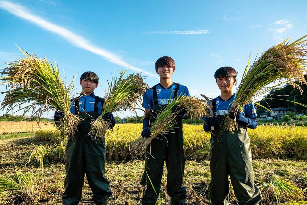 横浜FCのインスタグラム：「. 2023.9.25 mon  #横浜FCアグリプロジェクト として横浜市産のお米「ハマ米」の栽培をJA横浜、ミツハシライスのご協力のもと今シーズンも行っています。  昨日は #高塩隼生 選手 #清水悠斗 選手 #宇田光史朗 選手とCROウッチーが5月に植えた稲の収穫に青葉区にある田んぼへ。  収穫したお米は #横浜FC応援米 として販売予定です🙌  横浜FCの選手たちが作ったお米でたくさんの人たちが笑顔になることを願って✊  ぜひみなさん手にとってください🙌  ご協力いただいた関係者の皆様ありがとうございました✨  #yokohamafc #横浜FC #Jリーグ #JLEAGUE #HAMABLUE #シャレン #ホームタウン活動 #地産地消」