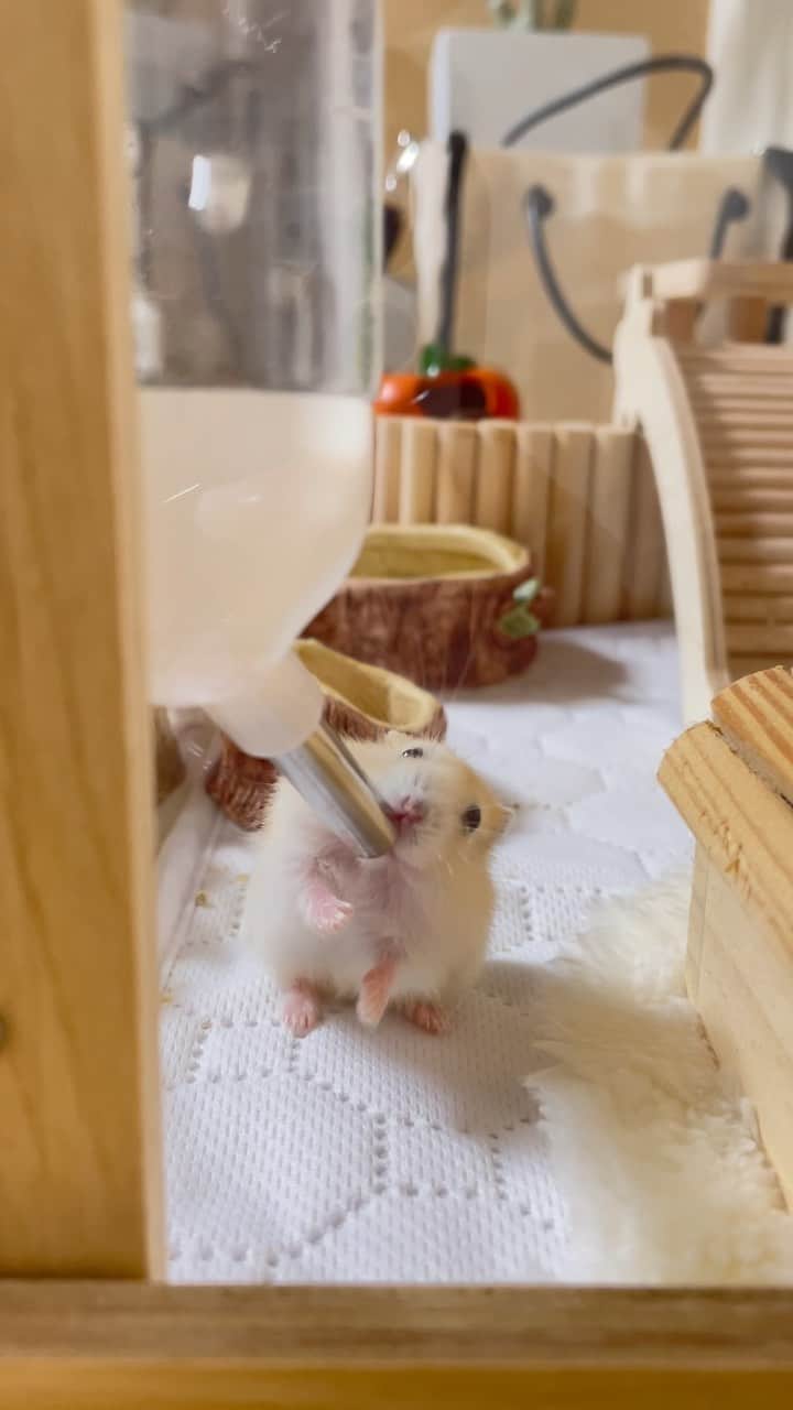 のインスタグラム：「ゴクゴクゴク😋💧  ゆずちゃんお迎え3日目🐹 ウォーターボトルを上手に使えるよ👍 2023.9.26 ✼••┈┈••✼••┈┈••✼••┈┈••✼••┈┈••✼ #ハムスターゆず#ハムスター#ジャンガリアンハムスター#ジャンガリアン#ジャンガリアンプディング#プディングジャンガリアン#イエロージャンガリアン#ふわもこ部 #モフモフ#ペット#親バカ部 #hamster#djungarian#hamstagram#hammy#happy_pets#PET_OF_OUR_WORLD#igersjp#ig_japan#instapet#weeklyfluff#kawaii#cute#仓鼠#정글리안#햄스터」