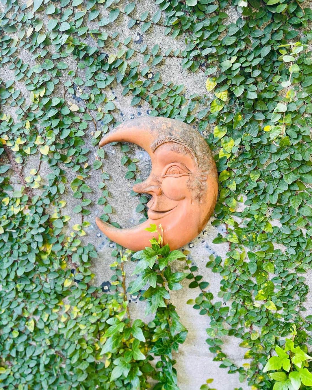 結城アンナさんのインスタグラム写真 - (結城アンナInstagram)「今年の夏の暑さに庭の花々も苦しみました。枯れた物も沢山あります🕸️😌秋が待ち遠しい☺️ Longing for cooler days🍂  🕊️Peace&Kindness, may all your dreams come true🕊️  #夏の終わり #endofsummer」9月26日 8時40分 - ayukihouse