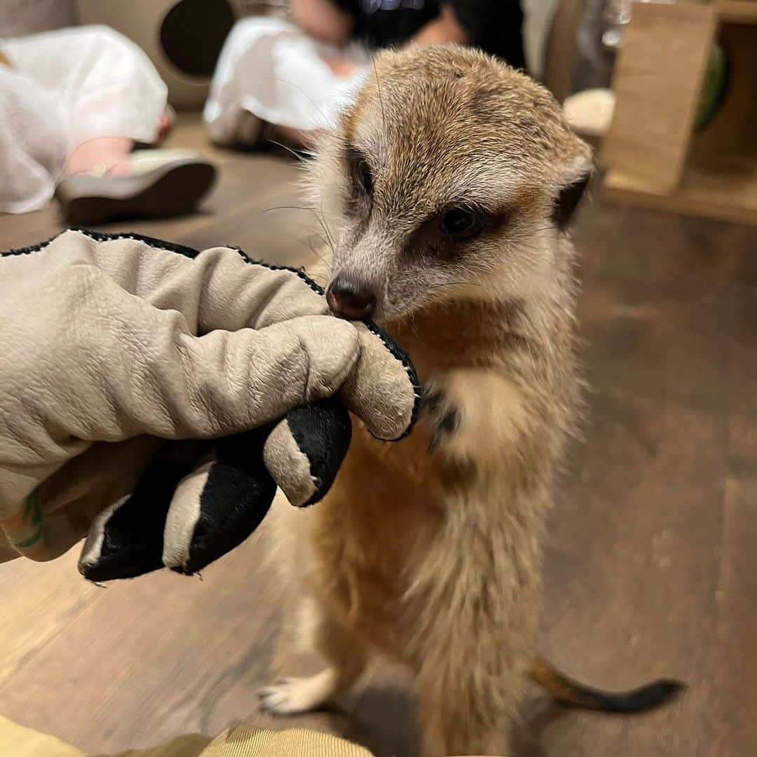 原つむぎのインスタグラム：「最近出会った方々🦦癒された🦌」