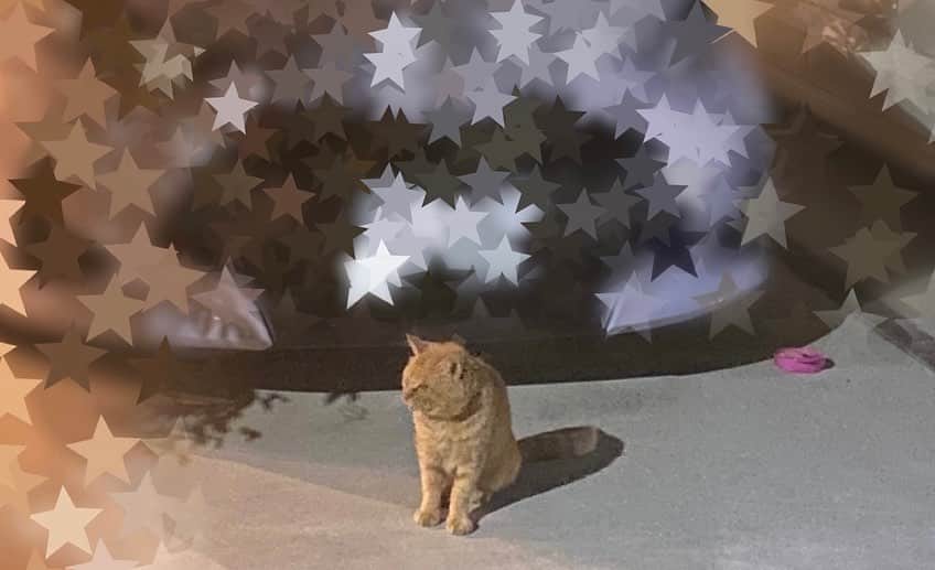未涼亜希のインスタグラム：「ちゃーが帰ってきたーーーーーっ😭😭😭  今までずっと毎日顔見てたから、たった1日でもいないと心配で😭  一昨日のご飯の時間がいつもよりも遅い夜中の3時だったそうで。  もしかしたら腹時計が鳴らなくて散歩行ったままだったのかも。  顔見せに帰ってきたのはちょうど24時間後だったとのこと。  今日はなんと、、  うちの車の前で待ってたそう。  ちなみに気まぐれなちびミケも今日はご出勤されたそうで😅  皆さま、ご心配をおかけしました。  皆さまが「帰ってこーい」と祈ってくださったのが届いたんだと思います。  ちゃけもきっと「心配してるから顔見せに帰りや」って、ちゃーに言ってくれたんだと思う。  ほんとに安心しました🥹  取り急ぎ、ご報告でした🙇🏻🙇🏻🙇🏻」