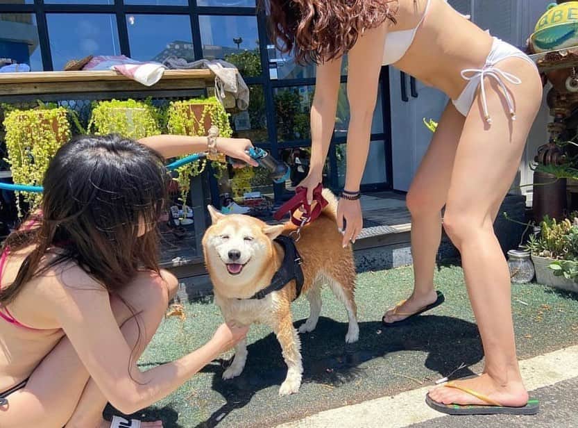 のインスタグラム：「もう夏が恋しいっ！ みたいな投稿を目にする季節😀 @dear_zona  #🐕📷 #shiba_snap #shibainu #shiba #柴犬 #柴になりたい」