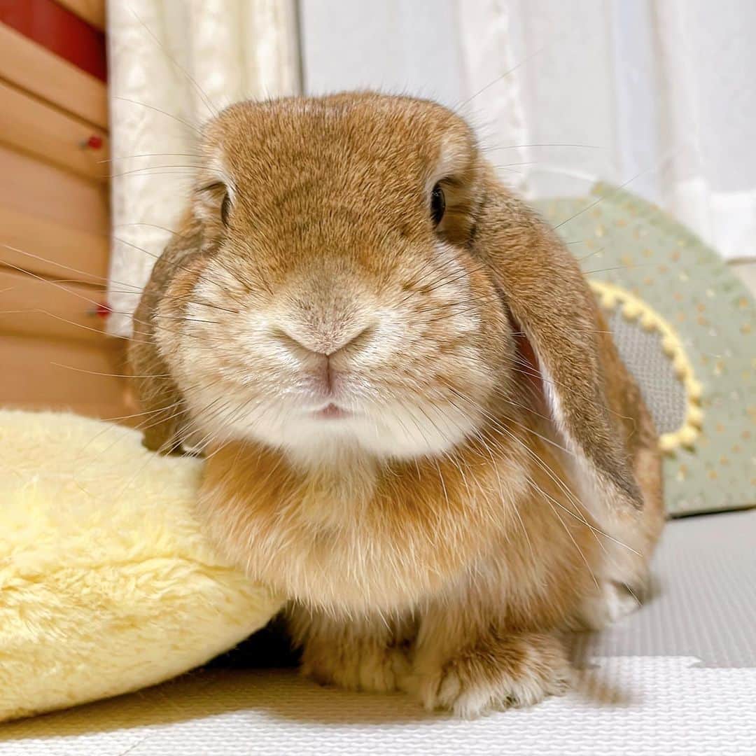 usagraphのインスタグラム：「まだまだまだまだ換毛期😙 ＊ ＊ ＊ #うさぎ #rabbit #bunny #アニマル写真部　＃instabunnies #igersjp  #tokyocameraclub #東京カメラ部  #bunnystagram  #うさぎ部 #ホーランドロップ #hollandlop  #ファインダー越しの私の世界  #photooftheda」