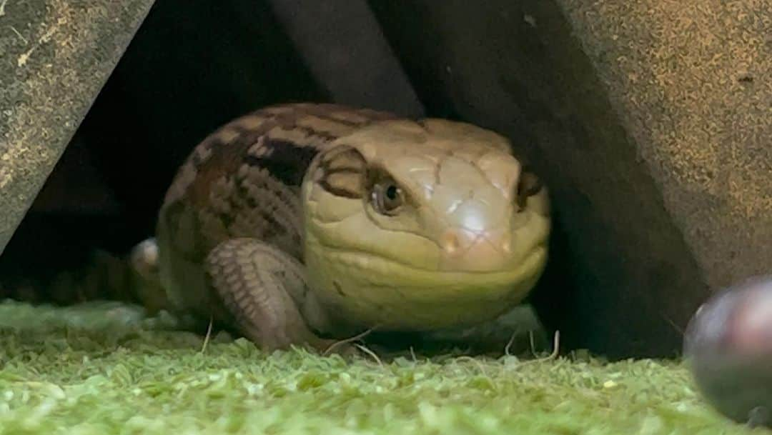 ルーク・ヘムズワースのインスタグラム：「I was waiting for my mate to burp.  He didn’t.  he’s super shy. The mighty Blue tongue lizard.  I named him Red」