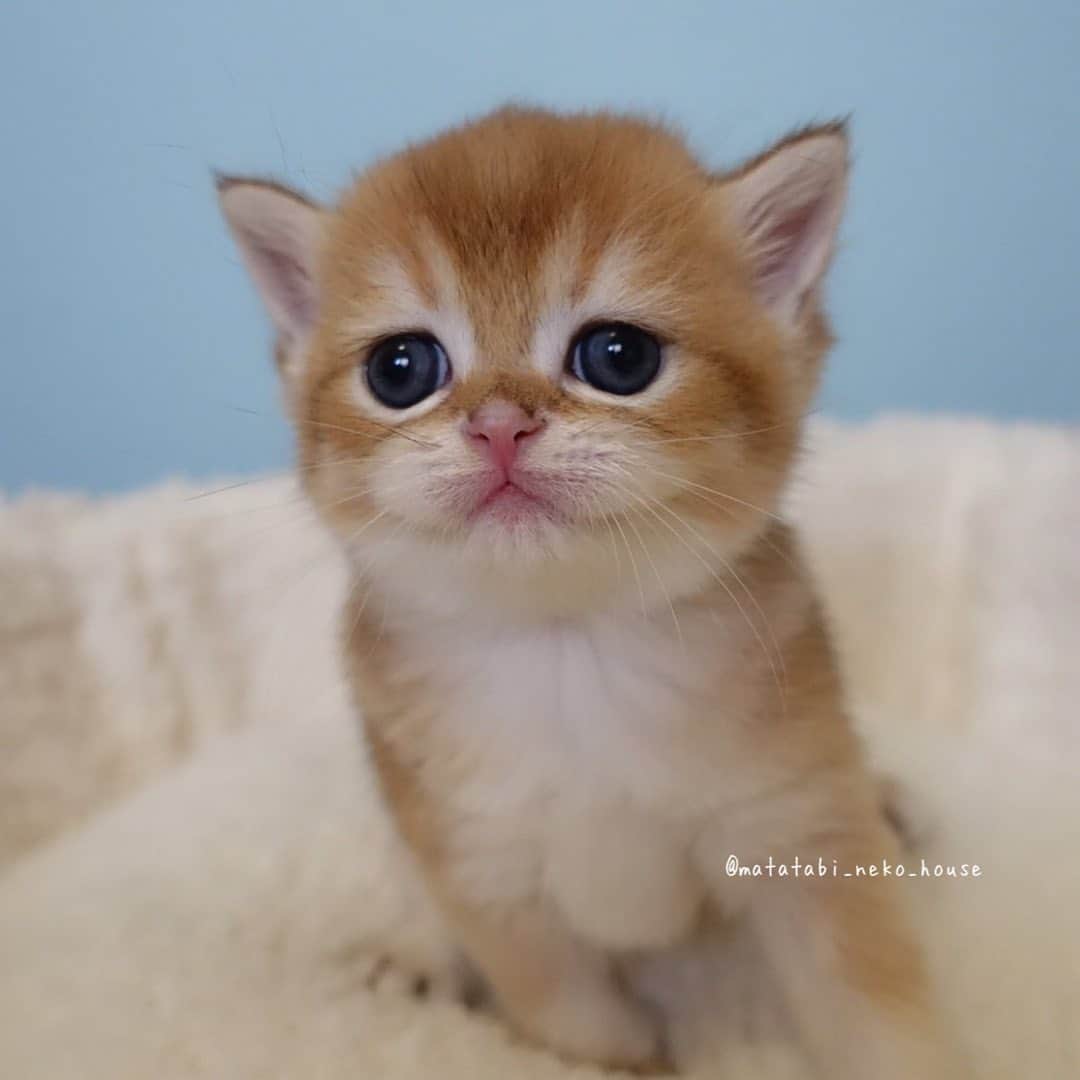 旅猫かあさんのインスタグラム：「🌞BABY CAT  2023年8月30日生まれ  ブリティッシュショートヘア  【長男くん】  ご家族さま募集中✨✨✨✨  他に男の子2にゃん、女の子1にゃん います。お待ちくださいませ🙏  今年のブリティッシュの募集は 4にゃんで最後となります。  素敵なご縁がありますように🍀  #またたび猫ハウス　#猫ブリーダー　#子猫販売 #ブリティッシュショートヘア #猫　#子猫　#こねこ　#にゃんすたぐらむ　#britishshorthair #cutepetclub #my_loving_pet #catsofgram #bestmeow #bestcats_oftheworld #cat_features #meowsandwoofs #mofmo #kittensofinstagram #adorable #excellent_cat #igcutest_animals #cat #instacat」