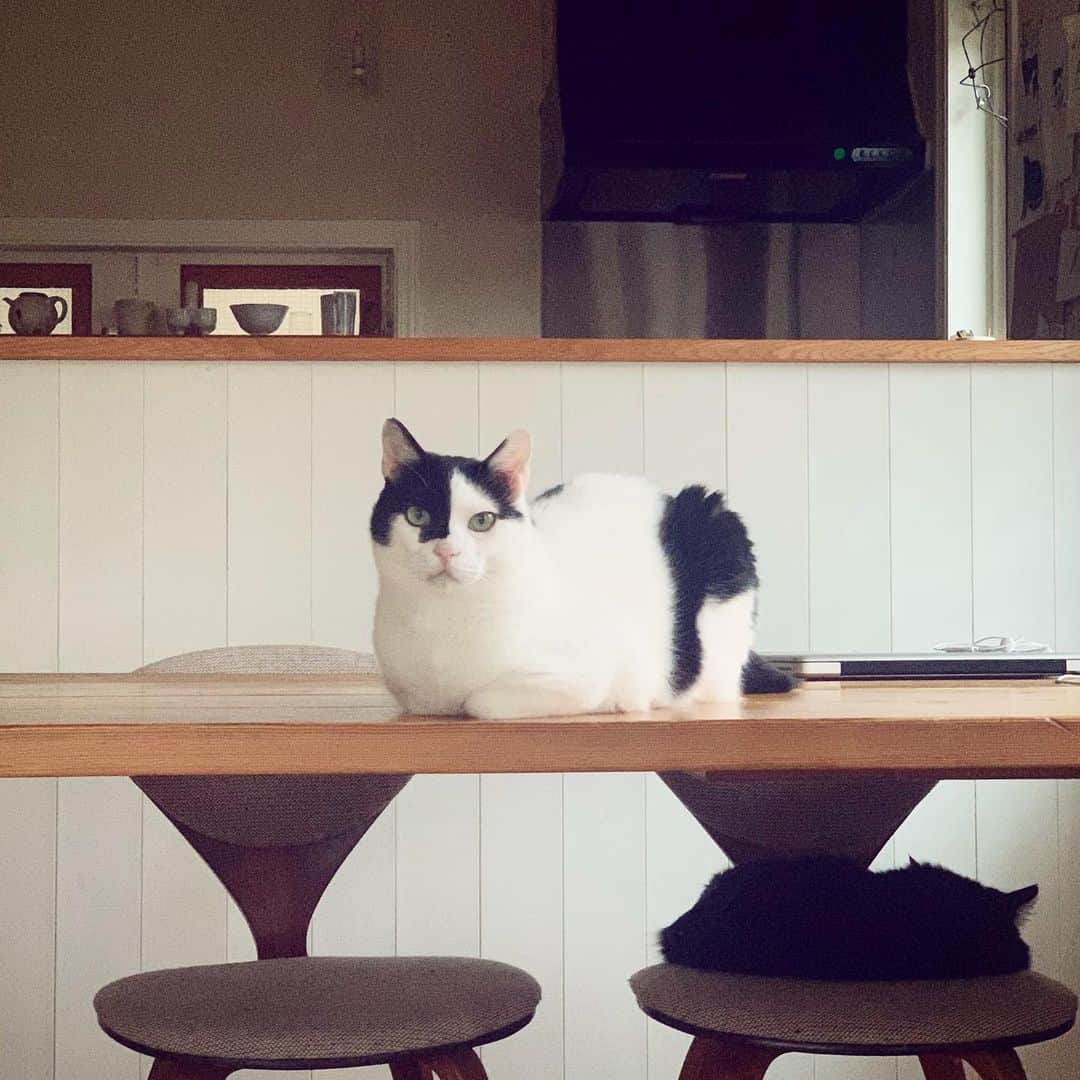 OKAのインスタグラム：「このまま涼しくなるといいねえ。  #保護猫兄妹」
