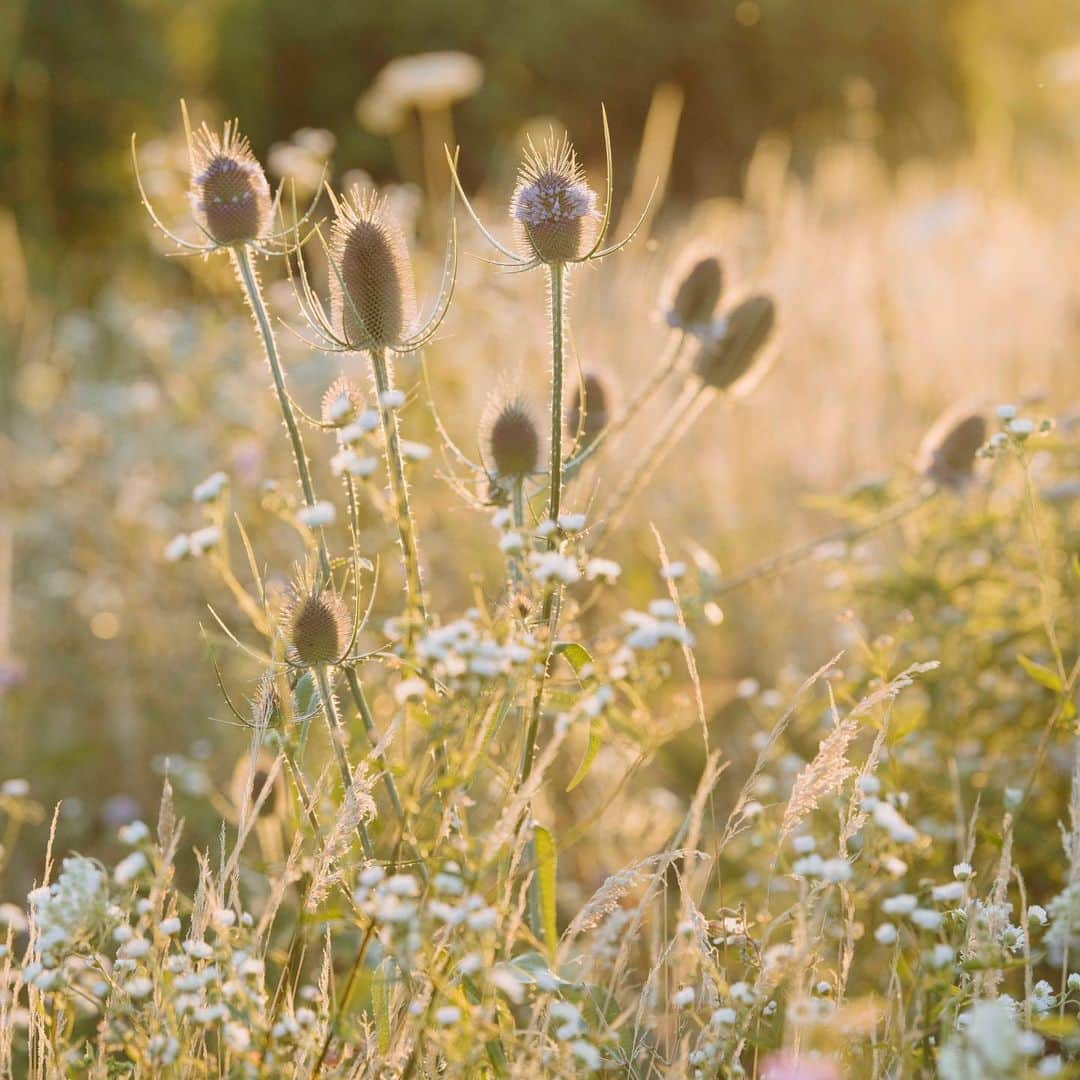 カリス・ファン・ハウテンのインスタグラム：「Zaai mee voor de natuur 🐝❤️  Het is inheemse zaaiweek! Hét moment om inheemse bloemen te zaaien is nu, in het najaar. Die zijn niet alleen prachtig, maar helpen insecten, vlinders en bijen enorm, want die zijn er vaak afhankelijk van. Het zijn planten die hier van nature komen. We zaaien met zoveel mogelijk mensen in zoveel mogelijk tuinen, op balkons en daken. Het is supersimpel. Doe je ook mee? Meer informatie vind je op www.inheemsezaaiweek.nl   De inheemse zaaiweek is een non-profit initiatief van @gardenersworldnl de @bijenstichting en kweker van onbehandelde, gifvrije, inheemse zaden @cruydthoeck   📸 @liesbethdisbergen   #duurzaamtuinieren #reddebij #hartvoorinheems #biologischtuinieren #tuintip」