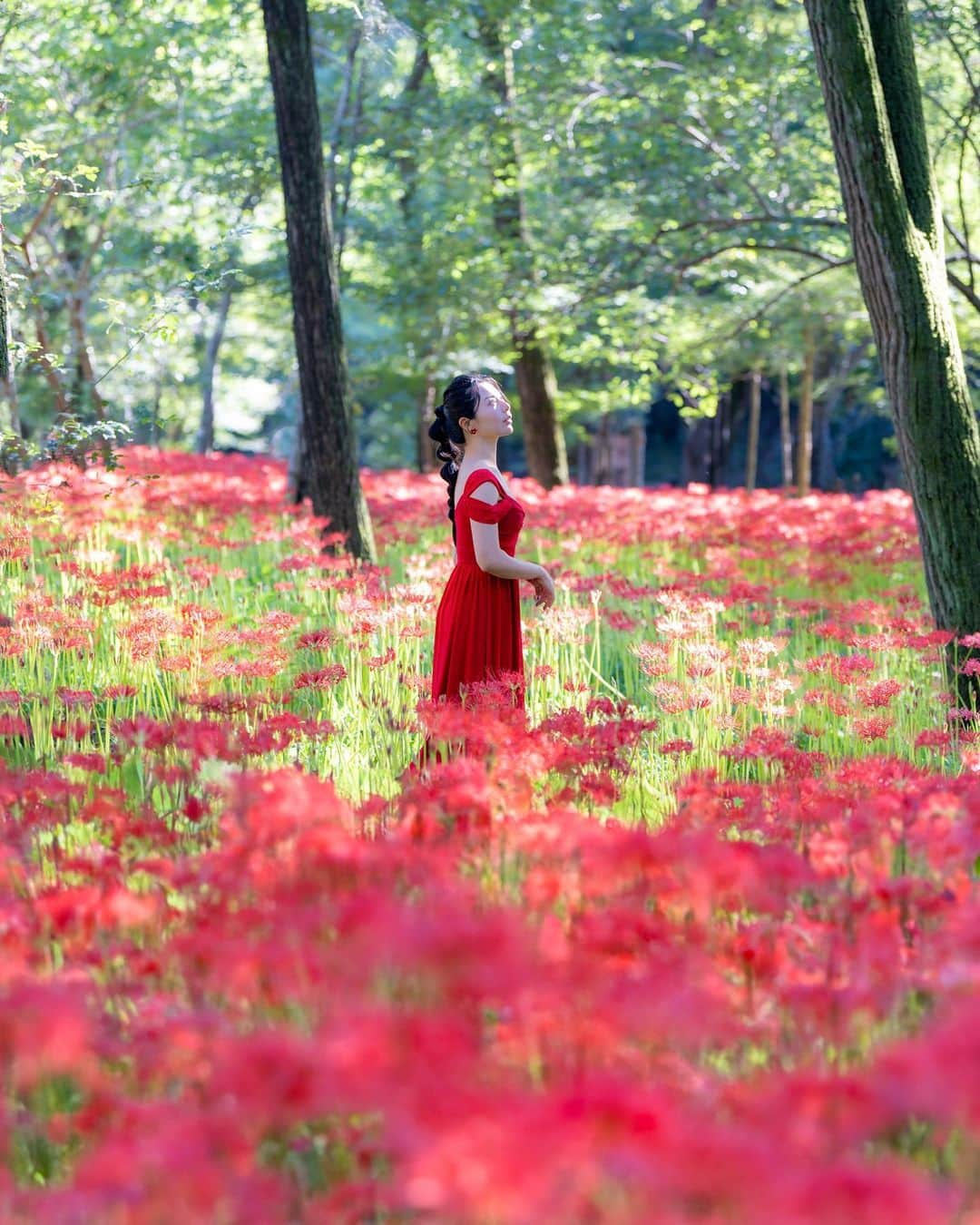 和希優美さんのインスタグラム写真 - (和希優美Instagram)「彼岸花の絨毯でくつろいできました✦  ここ2、3年ほど ずっと行きたかった 彼岸花の群生地 ▙ 巾着田曼珠沙華公園 ▜  日本一の500万本の彼岸花は とにかく圧巻で‧₊˚✧  今週末が1番綺麗だろうけど 「こんなに咲いて迎えてくれて ありがとうございます☺️」 って気持ちになったのは 言うまでもありません(笑)  人気スポットなので 朝一から行くのがオススメです✨  ちなみに名前の由来は 取り囲む清流・高麗川（こまがわ）の 蛇行により 長い年月をかけて作られ⚠  その形が きんちゃくの形に似ているから 巾着田（きんちゃくだ）と 呼ばれるようになったそうてすよ.ᐟ.ᐟ  そして、 ストーリーズにもUPしましたが…。  病理検査の検査も ガンではなかった！ という結果がでました😭  とりあえず、一安心です🙏 ご心配おかけしました🙇‍♀️  ┈┈┈┈┈┈┈┈┈┈┈┈┈┈┈┈┈ 📍  巾着田曼珠沙華公園  📮 〒350-1251 埼玉県日高市高麗本郷１２５−２ 巾着田管理事務所  🚃  西武池袋線高麗（こま）駅下車徒歩約15分  🚗  普通車500円/1台・大型車3,000円/1台　　  🎫  500円  ⏰  7:00～17:00  📞  042-982-0268　  🔈  有料入場期間中は、群生地内での三脚、一脚、ライトスタンド等の使用は禁止  ┈┈┈┈┈┈┈┈┈┈┈┈┈┈┈┈┈  いいね、コメント 有り難うございます ◡̈✩ フォローは @kazukiyumi から フォローしてください☺️  気になったり、 あとでゆっくり読みたい人は 忘れずに！ 保存してくださいね🏷✨  ┈┈┈┈┈┈┈┈┈┈┈┈┈┈┈┈┈ #clusteramaryllis #redspiderlily #彼岸花 #曼珠沙華 #巾着田 #巾着田曼珠沙華公園 #巾着田曼珠沙華 #お彼岸 #巾着田曼珠沙華まつり #埼玉 #埼玉観光 ┈┈┈┈┈┈┈┈┈┈┈┈┈┈┈┈┈」9月26日 21時58分 - kazukiyumi