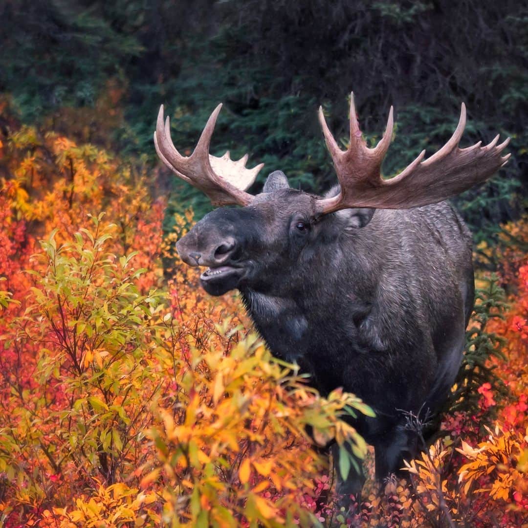 のインスタグラム：「This handsome #moose has got his #fallvibes on near Denali, Alaska. 🍁  #animals #nature #autumn」