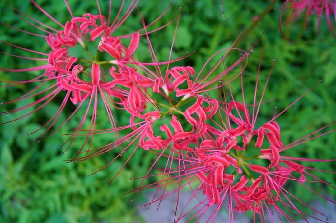 高野寛のインスタグラム：「まだ暑い日もあるけど、花はサルスベリから彼岸花に。気温ではなく日照時間でタイミングを測っているのだろうか。  四季が「二季」になりつつあるという。ジェットコースターのように乱高下する気候、みなさんも体調管理に気をつけて。」