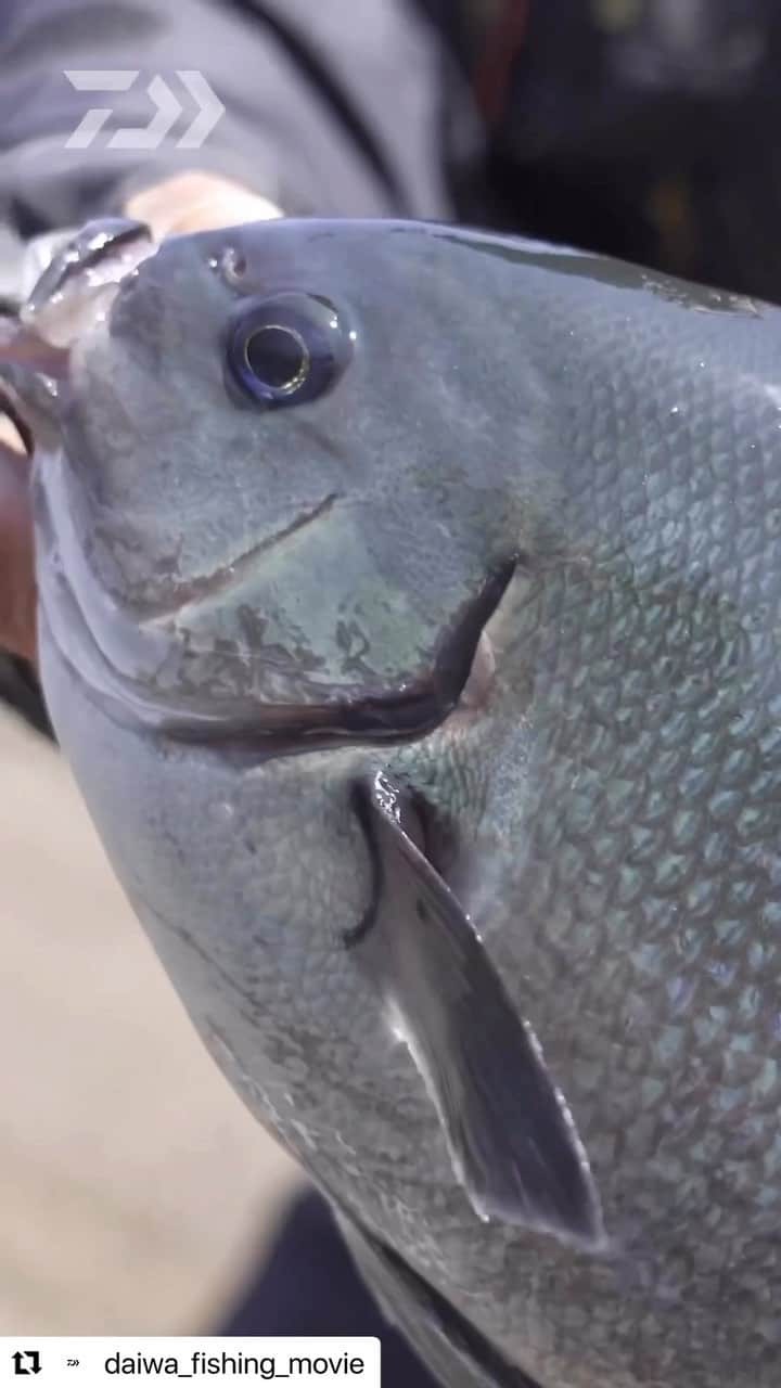 daiwa _japanのインスタグラム