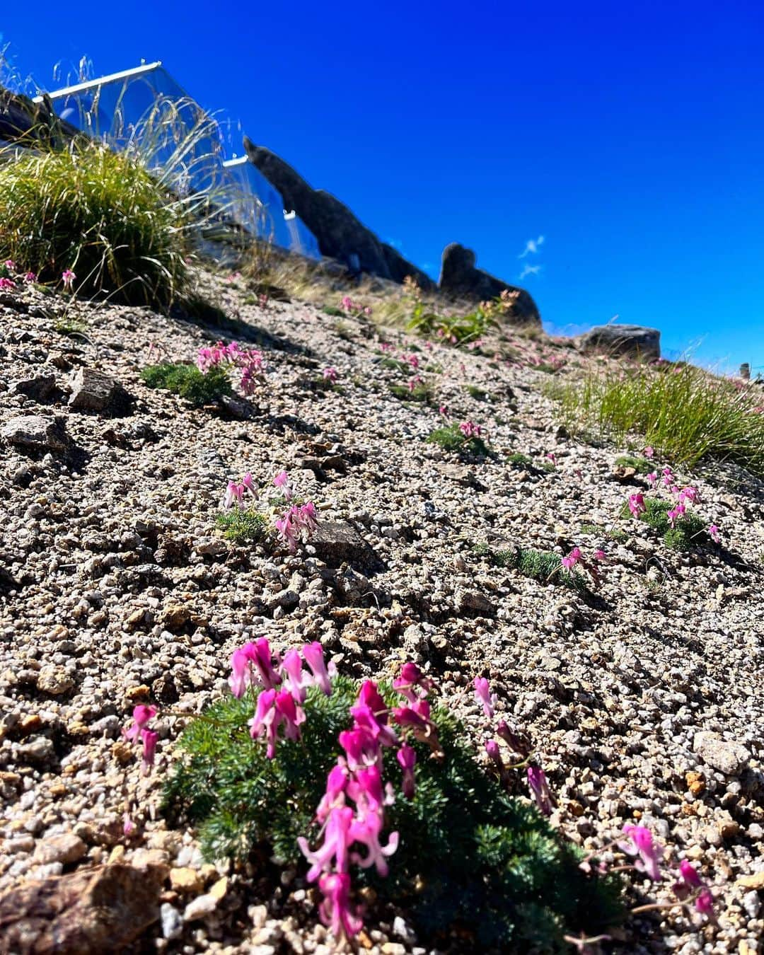 土屋香織さんのインスタグラム写真 - (土屋香織Instagram)「⛰️燕岳 ◭𖧨◭𖤕..*  憧れのイルカちゃんに会えて感激🥺💗 こまくさを守るため周りにはロープが張られています🧵 メガネ岩も発見👓 ゴリラ岩がわからなかった🦍🤔 . 西穂高も楽しかったけどここは本当美しくて登りやすくて最高❣️ 絶対また来たい☺️✨ . 燕山荘の裏に #トウヤクリンドウ も咲いてました✧︎*。 山荘の人が花の名前教えてくれた☺️ . 行きは全然キツくなくて一度も早く終われって思わなかったのに、下りで北アルプスの急登を感じました😇 最後はもうピヨピヨ🐣キツかった…笑 . . . #燕岳 #燕岳登山 #イルカ岩 #イルカ岩と槍ヶ岳 #メガネ岩 #コマクサ #高山植物 #絶景 #東京女子部 #retrip_nippon #beautifuldestinations #yamahack #登山 #登山女子 #かおvoyage #北アルプス #北アルプスの急登 #山 #山ガール #北アルプスと安曇野の風景」9月26日 21時19分 - kaorintsuchiya