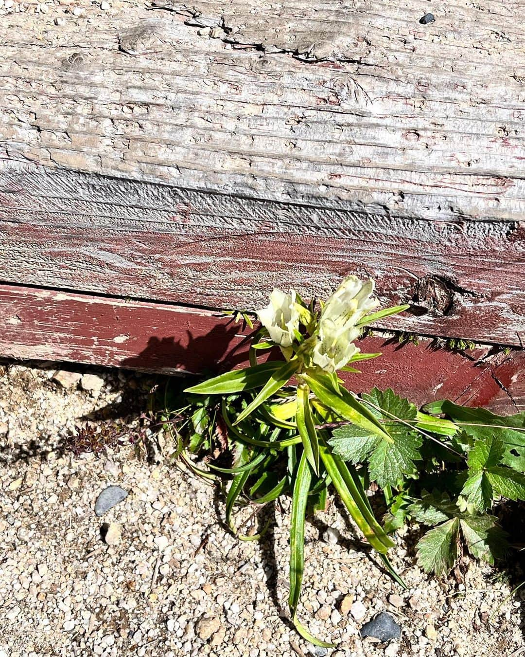 土屋香織さんのインスタグラム写真 - (土屋香織Instagram)「⛰️燕岳 ◭𖧨◭𖤕..*  憧れのイルカちゃんに会えて感激🥺💗 こまくさを守るため周りにはロープが張られています🧵 メガネ岩も発見👓 ゴリラ岩がわからなかった🦍🤔 . 西穂高も楽しかったけどここは本当美しくて登りやすくて最高❣️ 絶対また来たい☺️✨ . 燕山荘の裏に #トウヤクリンドウ も咲いてました✧︎*。 山荘の人が花の名前教えてくれた☺️ . 行きは全然キツくなくて一度も早く終われって思わなかったのに、下りで北アルプスの急登を感じました😇 最後はもうピヨピヨ🐣キツかった…笑 . . . #燕岳 #燕岳登山 #イルカ岩 #イルカ岩と槍ヶ岳 #メガネ岩 #コマクサ #高山植物 #絶景 #東京女子部 #retrip_nippon #beautifuldestinations #yamahack #登山 #登山女子 #かおvoyage #北アルプス #北アルプスの急登 #山 #山ガール #北アルプスと安曇野の風景」9月26日 21時19分 - kaorintsuchiya