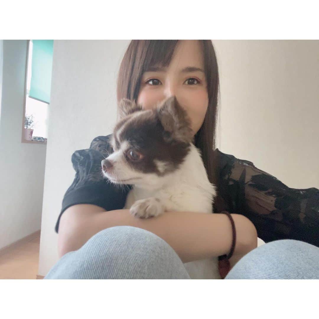 のインスタグラム：「お誕生日おめでとう🐕 15歳です🎂 ずっと元気でいてね🐕 豆大福が気になって仕方ない犬。  #happybirthday #hbd #犬 #チワワ #dog #doglover」