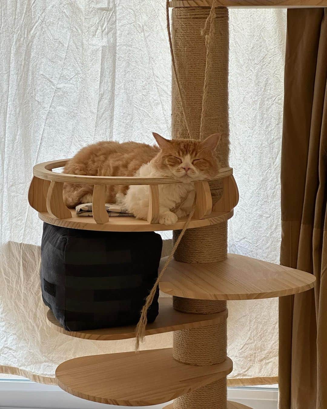 SANOのインスタグラム：「皆んな眠い時間 猫と暮らすと人に優しくなる説  #猫 #猫のいる暮らし  #猫好き  #猫グッズ  #cat  #catlovers  #catlife」