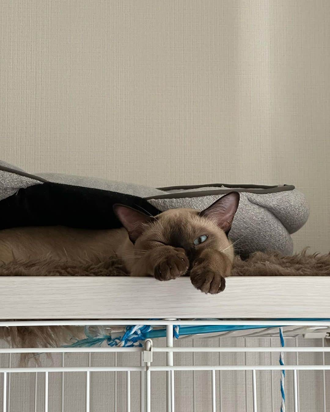 SANOさんのインスタグラム写真 - (SANOInstagram)「皆んな眠い時間 猫と暮らすと人に優しくなる説  #猫 #猫のいる暮らし  #猫好き  #猫グッズ  #cat  #catlovers  #catlife」9月26日 21時25分 - sano_nanuk