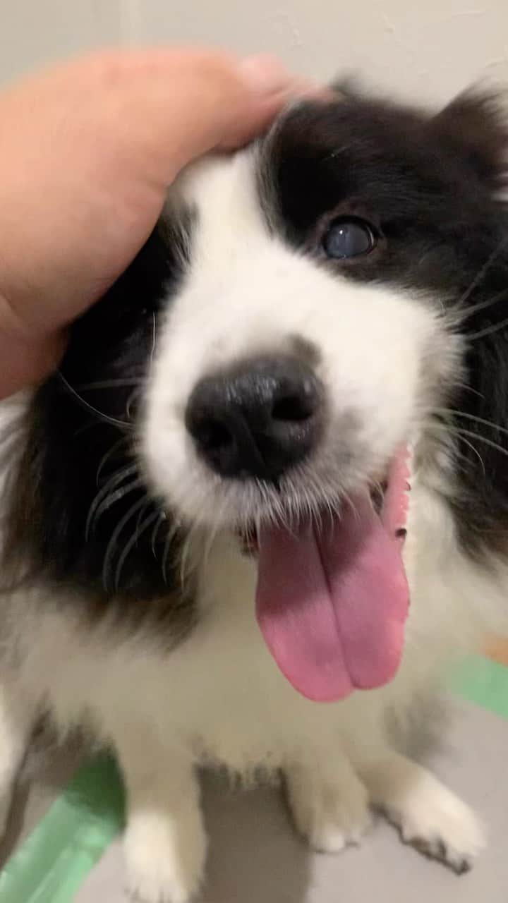 犬バカ部宣伝部長のインスタグラム：「遊んだ後のリラックスタイム🐼❤️ きょーも元気！うん❤️元気元気🖐️🐼 ⁡ #犬バカ部 #bordercollie #ボーダーコリー #dog #犬 #白黒 #そら #ふにゃボダ部 #ボダ娘」