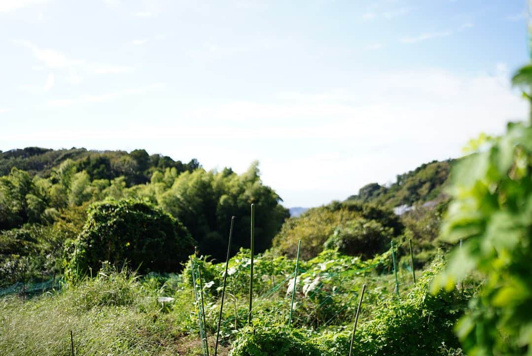 前田有紀さんのインスタグラム写真 - (前田有紀Instagram)「この秋はやりたかったことを少しずつ手繰り寄せる！ 自然農法の花の未来に好奇心がずっとあり、野菜やお花を育てていらっしゃるフォンテさんの畑に行きました。  以前より鎌倉の自然農法の野菜をお店で提供されているレストラン・トラットリアフォンテさん　@trattoriafonte 。 畑に薬も資材も持ち込まずに、自然の力を信じて、草花だけで紡いでいく循環型の農法。 少量多品目に季節ごとに野菜が実る畑。すでに自然の循環がこの畑の中で成り立っていました。そして、この夏の暑さは大きく作物の生育にも影響していることも痛感。  それにしても、風のぬける高台の気持ちよさ。ミツバチがとまるニラの花、紫のもこもこの花が可愛いメキシカンセージが咲いていた。  念願の畑にこれて、嬉しさが込み上げて止まらない私。案内してくれたちなつさんが写真に納めてくれました。 ここがスタート地点。地に足をつけて、少しずつ学んでいきたい。ほんとにありがとうございました。」9月26日 13時21分 - yukimaeda0117