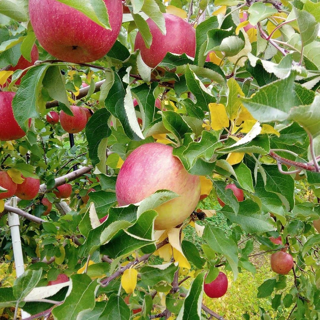 無印良品さんのインスタグラム写真 - (無印良品Instagram)「【諸国良品】もぎたてを産地から直送。秋田県横手市『さとう果樹園』の『葉とらずりんご』 - 果実の周りの枝葉を落とさず自然のまま育てた、さとう果樹園の『葉とらずりんご』は、濃厚な味わいが特長です。  一般的なりんご栽培では、均一に日光を当てて均等に色づかせるため枝葉を落としますが、葉がつくり出す栄養を果実が受け取れないということにもなります。  それに対して『葉とらずりんご』は、収穫直前まで光合成による栄養を蓄えることが可能。葉の陰になっている部分が斑状に色づくので、見た目は不揃いですが、味が濃いりんごができあがります。  『諸国良品』では、さとう果樹園の『葉とらずりんご』を販売中。『やたか』から始まり、『トキ』、『シナノスイート』など、その時の旬に合わせて品種はおまかせでお届け。画像をタップすると、詳細が見られます。  ※販売期間は10月末頃までで、なくなり次第終了します - #無印良品 #MUJI #諸国良品 #産地直送 #りんご #アップル #シナノスイート #葉とらずりんご #デザート #秋田県横手市 #フルーツ #果物」9月26日 14時00分 - muji_global
