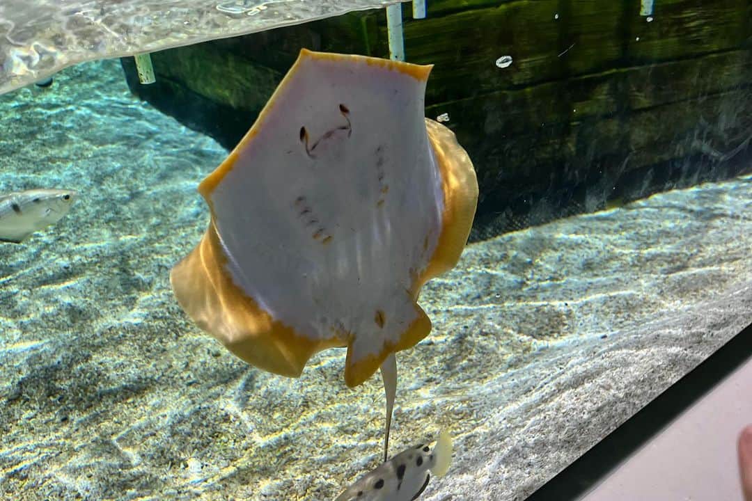 木南晴夏さんのインスタグラム写真 - (木南晴夏Instagram)「もう夏も終わっちゃうのかー と思って写真見返してたら まあまあ夏を満喫してた  いい夏だったなと  🍧🌅🦟🐠☁️🎆🍧」9月26日 14時28分 - kinamitopan