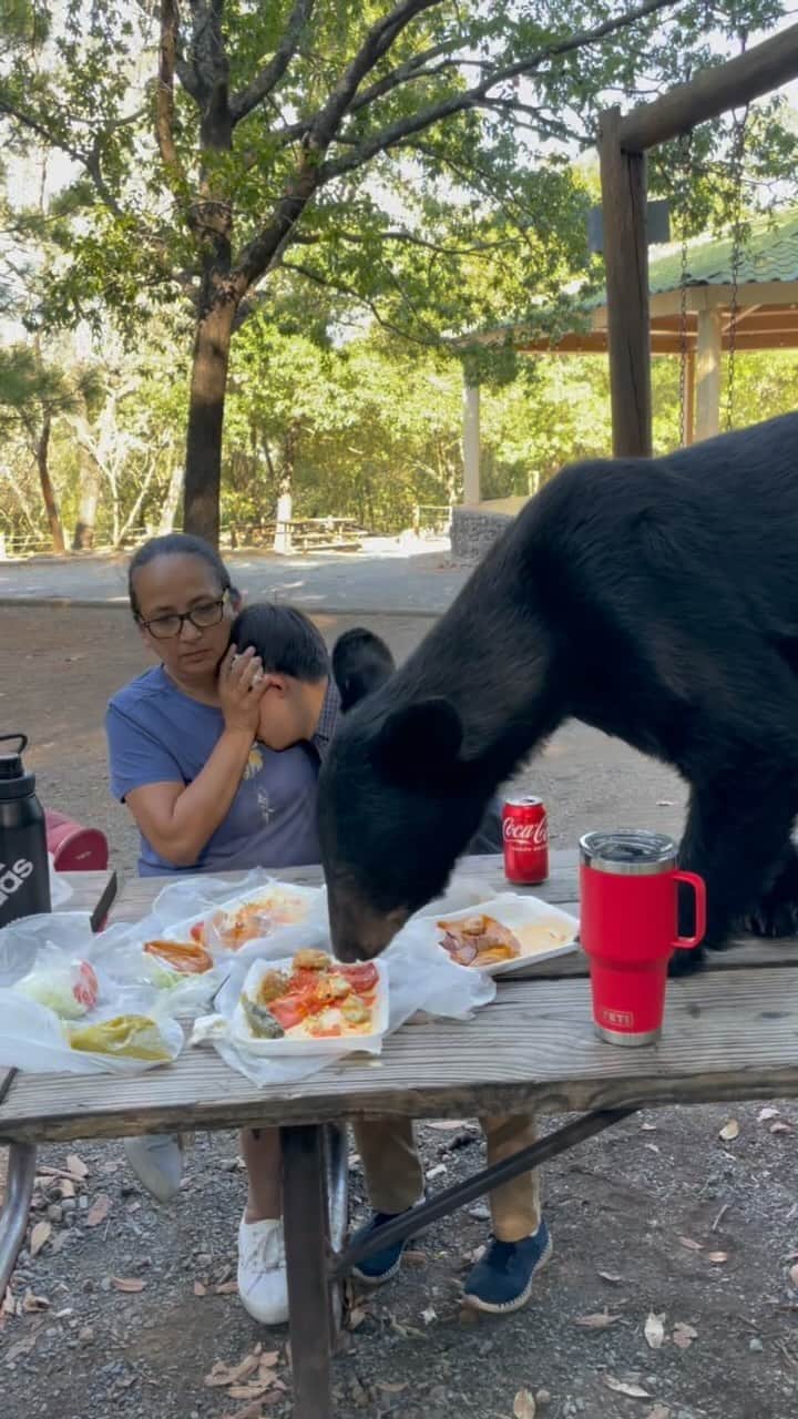 Earth Picsのインスタグラム：「A family was stunned when an intruding bear hopped onto their table to devour their food. The eldest daughter captured the scene as the bear continued munching away in Parque Ecológico Chipinque in San Pedro, Mexico 🇲🇽. The mother, as seen in the video, remained calm, shielding her son’s eyes to prevent any reaction that might alarm the bear and potentially provoke an attack.   (Via: @angelachaapa & @tejpartapk on TikTok)   For licensing video contact NewMediaDNA@gmail.com」