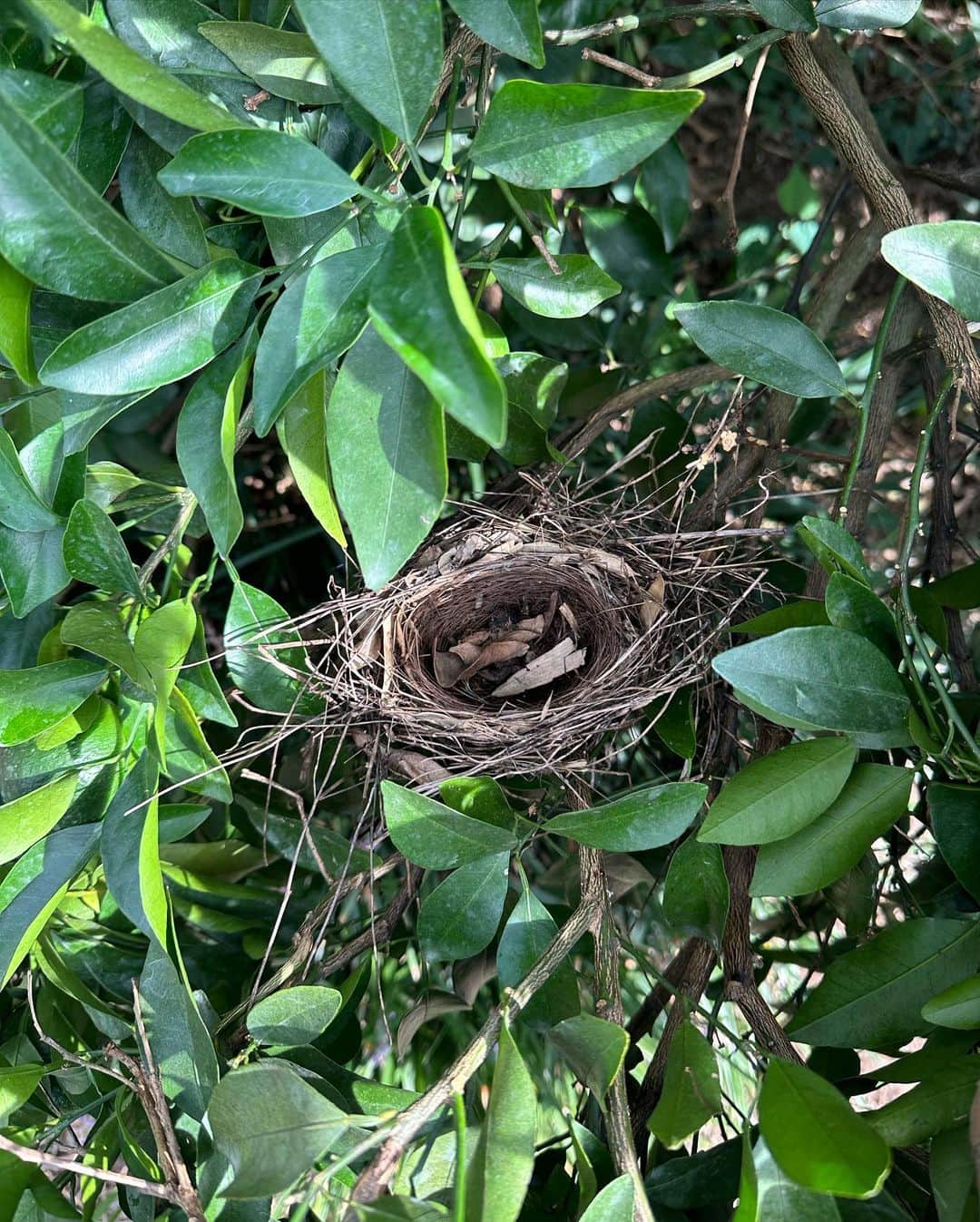 Asano Minamiさんのインスタグラム写真 - (Asano MinamiInstagram)「農業修行🦾💚 ①足の裏と手のひらが硬くなってきた ②バグズライフ ③木の中に作られた鳥の巣かわいい」9月26日 22時09分 - minami_asano
