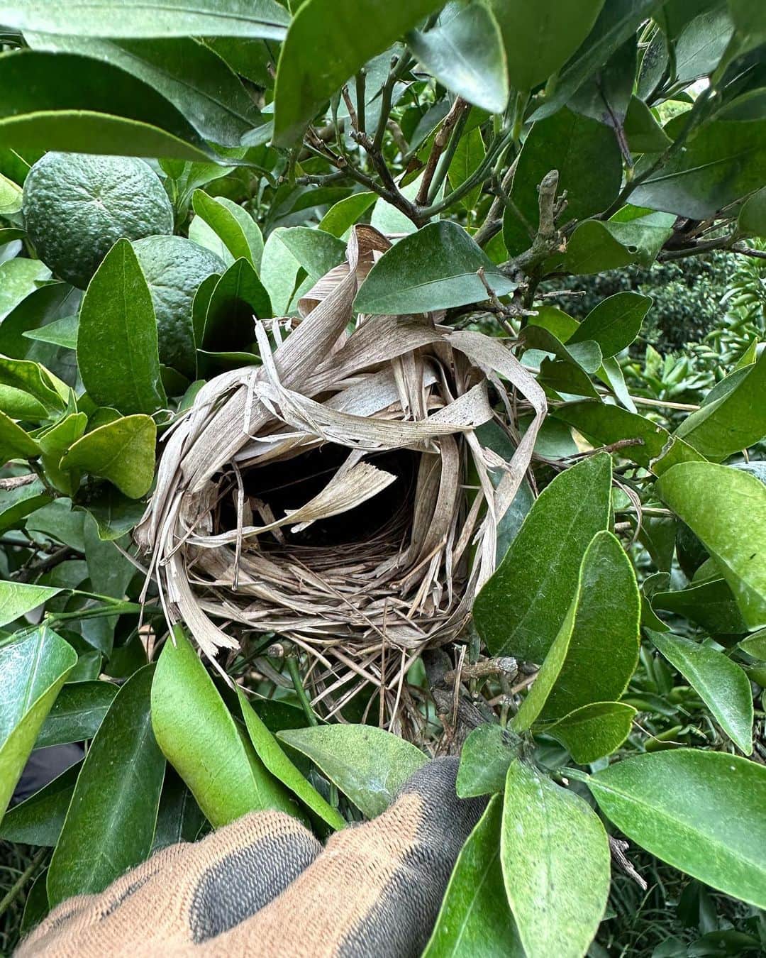 Asano Minamiさんのインスタグラム写真 - (Asano MinamiInstagram)「農業修行🦾💚 ①足の裏と手のひらが硬くなってきた ②バグズライフ ③木の中に作られた鳥の巣かわいい」9月26日 22時09分 - minami_asano