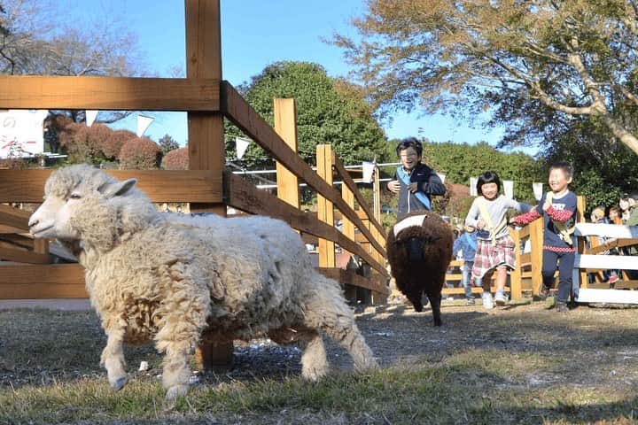 asoview! さんのインスタグラム写真 - (asoview! Instagram)「秋の涼しい風が気持ちいいこの季節🍃 本日は、外で自然と動物とふれあえるスポットをご紹介！  目の前に富士山の絶景が広がるまかいの牧場。 羊たちがのびのびと過ごしている広大な放牧場は、 開放感たっぷりで、秋の涼しい風を 全身で感じることができます。  牛の乳搾り体験や牧場のお仕事体験など、 牧場ならではの体験が充実しているのはもちろん、 アスレチックやバーベキュー場など、 家族で1日たっぷり遊べる牧場です🐏✨  豊かな自然と動物に囲まて、 親子で秋の外遊びを満喫しませんか☺️  ───────────────── まかいの牧場 @makainofarm_official  📍静岡・富士宮市 ─────────────────  #静岡 #富士宮 #富士山 #まかいの牧場 #朝霧高原 #牧場  #放牧 #ふれあい体験 #自然 #自然体験 #動物ふれあい #アウトドア #外遊び #子連れ #子連れお出かけスポット  #ファミリー #家族旅行 #秋 #秋のお出かけ #週末なにする #アソビュー #asoview」9月26日 16時47分 - asoview