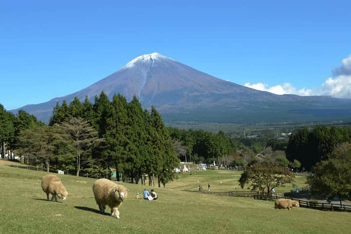 asoview! のインスタグラム：「秋の涼しい風が気持ちいいこの季節🍃 本日は、外で自然と動物とふれあえるスポットをご紹介！  目の前に富士山の絶景が広がるまかいの牧場。 羊たちがのびのびと過ごしている広大な放牧場は、 開放感たっぷりで、秋の涼しい風を 全身で感じることができます。  牛の乳搾り体験や牧場のお仕事体験など、 牧場ならではの体験が充実しているのはもちろん、 アスレチックやバーベキュー場など、 家族で1日たっぷり遊べる牧場です🐏✨  豊かな自然と動物に囲まて、 親子で秋の外遊びを満喫しませんか☺️  ───────────────── まかいの牧場 @makainofarm_official  📍静岡・富士宮市 ─────────────────  #静岡 #富士宮 #富士山 #まかいの牧場 #朝霧高原 #牧場  #放牧 #ふれあい体験 #自然 #自然体験 #動物ふれあい #アウトドア #外遊び #子連れ #子連れお出かけスポット  #ファミリー #家族旅行 #秋 #秋のお出かけ #週末なにする #アソビュー #asoview」