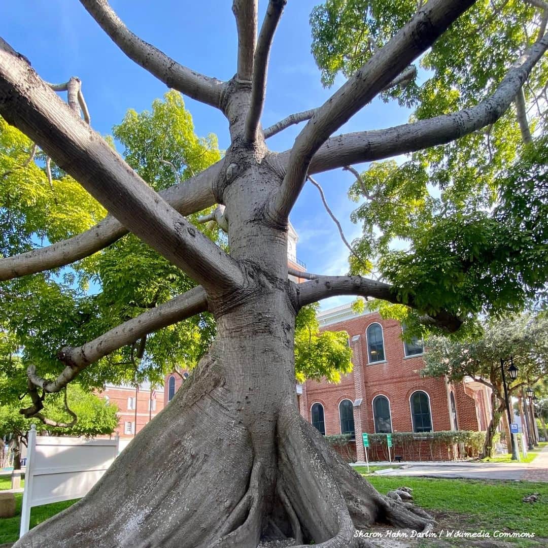 アメリカ大使館さんのインスタグラム写真 - (アメリカ大使館Instagram)「フロリダ州キーウェストにあるカポックの木。これはアメリカで最も有名なカポックの木のひとつで、推定樹齢100年以上、幹周りは9メートル以上あります。  #Nature #カポック #大樹 #Florida」9月26日 17時00分 - usembassytokyo