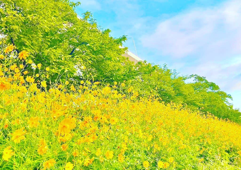 松谷彼哉のインスタグラム：「秋桜と戯れて心躍ります。  ＃秋桜 ＃コスモス」