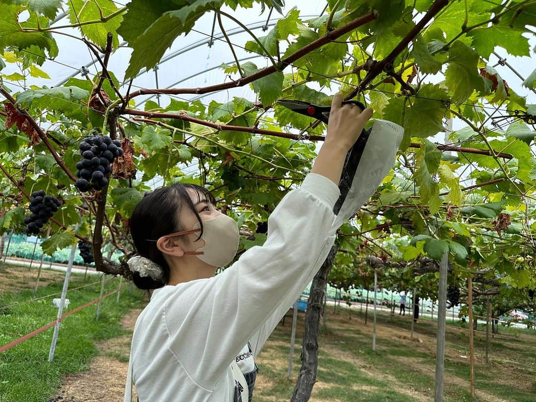 赤堀製菓専門学校さんのインスタグラム写真 - (赤堀製菓専門学校Instagram)「食材研修1日目❕ パティシエ科2年生、群馬県の 「原田農園」にお邪魔してぶどう狩りをしました！   自分たちで収穫することで、パティシエとして畑からお客様までの繋がりを意識することができました！  とったぶどうは明日の実習で使用します‪👍🏻 ̖́-‬  #赤堀製菓専門学校 #パティシエ #パティシエ科 #パティシエ実践科 #専門学校 #進路 #お菓子作り #専門学生 #製菓実習 #製菓専門学校 #専門学生の日常#プロを目指す #製菓 #将来の夢 #パティシエの卵 #お菓子作り好きな人と繋がりたい #スイーツ好きな人と繋がりたい#楽しい学校 #製菓学生 #お菓子作り記録 #ケーキ屋さん #パティシエカメラ部 #スイーツ作り #ウェディングケーキ #食材研修 #ぶどう #農園 #藤稔」9月26日 17時14分 - akahoriseika