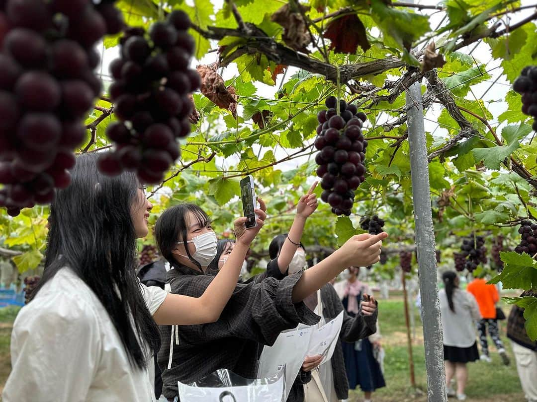 赤堀製菓専門学校さんのインスタグラム写真 - (赤堀製菓専門学校Instagram)「食材研修1日目❕ パティシエ科2年生、群馬県の 「原田農園」にお邪魔してぶどう狩りをしました！   自分たちで収穫することで、パティシエとして畑からお客様までの繋がりを意識することができました！  とったぶどうは明日の実習で使用します‪👍🏻 ̖́-‬  #赤堀製菓専門学校 #パティシエ #パティシエ科 #パティシエ実践科 #専門学校 #進路 #お菓子作り #専門学生 #製菓実習 #製菓専門学校 #専門学生の日常#プロを目指す #製菓 #将来の夢 #パティシエの卵 #お菓子作り好きな人と繋がりたい #スイーツ好きな人と繋がりたい#楽しい学校 #製菓学生 #お菓子作り記録 #ケーキ屋さん #パティシエカメラ部 #スイーツ作り #ウェディングケーキ #食材研修 #ぶどう #農園 #藤稔」9月26日 17時14分 - akahoriseika