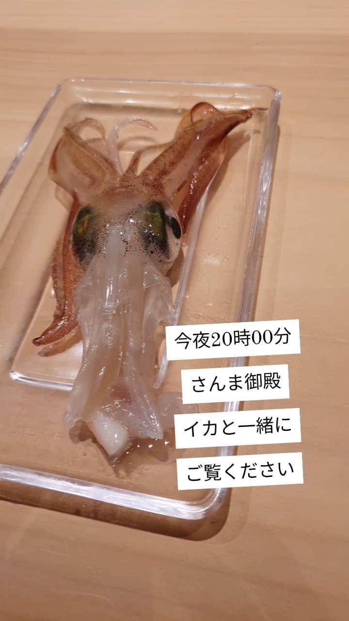 井上晴美のインスタグラム：「大好きなイカ  烏賊  #squid #刺身 #moving #熊本  #グルメ  #tv  #together」