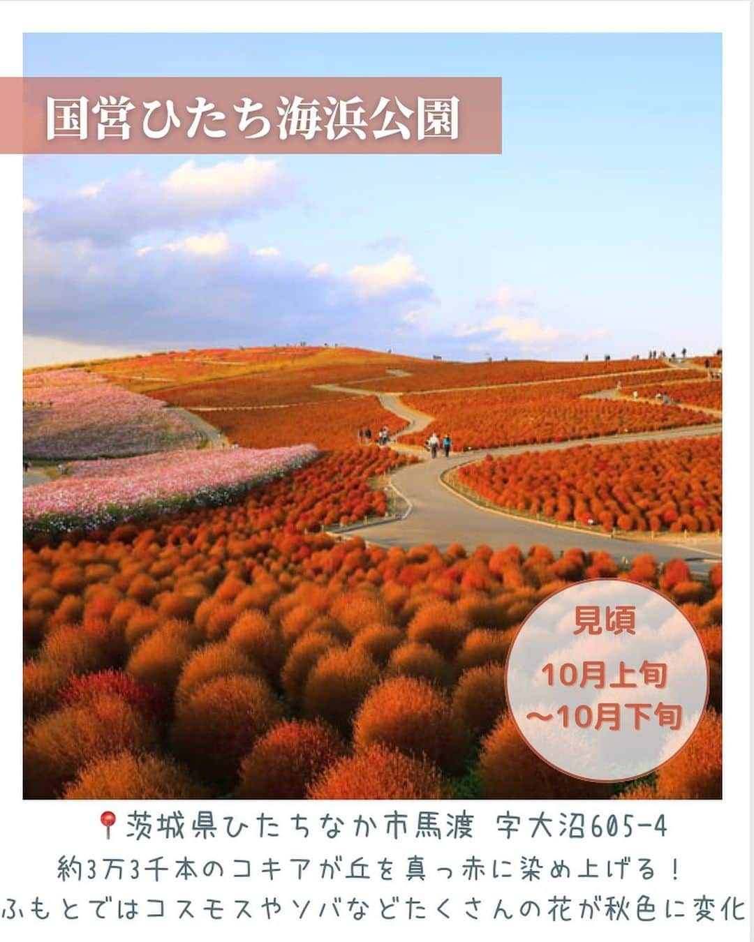 aumoさんのインスタグラム写真 - (aumoInstagram)「気温も下がり、秋の訪れを感じる季節となりましたね！ 今回は東京都内で気軽に楽しめる紅葉スポットをご紹介します♪  ぜひ保存して、お出かけの際に参考にしてみてください◎  ・国営昭和記念公園 📍東京都立川市緑町３１７３  ・六義園 📍東京都文京区本駒込六丁目  ・高尾山 📍東京都八王子市高尾町  .国営ひたち海浜公園 📍茨城県ひたちなか市馬渡 字大沼605-4  ・御岳山 📍東京都青梅市御岳２丁目４８３(滝本駅)  ・明治神宮外苑前銀杏並木 📍東京都港区北青山2丁目付近  ・日比谷公園 📍東京都千代田区日比谷公園１  あなたが撮影した写真に 「#aumo」をつけてください♪ あなたの投稿が明日紹介されるかもっ🌷 . . aumoアプリは毎日配信！お出かけや最新グルメなどaumo読者が気になる情報が満載♡ ダウンロードはプロフィールのURLから🌈 . . #aumo #アウモ　#紅葉　#紅葉スポット　#東京観光 #都内お出かけスポット #東京デート　#外苑前 #日比谷公園 #話題スポット #おすすめスポット #六義園 #御岳山 #高尾山　#国営昭和記念公園　#国営ひたち海浜公園　#イチョウ並木　#イチョウ　#銀杏　#もみじ　#お花畑 #おでかけスポット #フォトスポット #インスタ映え #フォトジェニック #絶景スポット #ファインター越しの私の世界」9月26日 17時41分 - aumo.jp