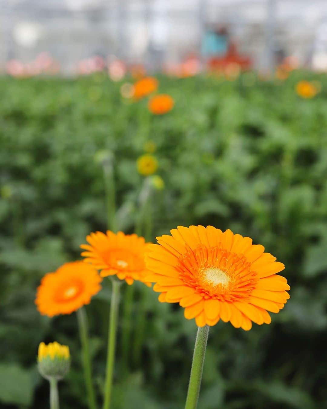 愛知県田原市のインスタグラム：「. Add color to your daily life 日常に彩りを💐 * #お花 を生けるだけで、生活も心も潤うよね✨ 田原市産のお花は品質が良くて長持ち！ 部屋にお花を飾ってみませんか☺️？  #たはら暮らし#ガーベラ #渥美半島#田原市#伊良湖岬#伊良湖#赤羽根#菜の花浪漫街道 #tahara#irago#akabane#サーフィン#surfing#田舎暮らし#日々の暮らし #休日の過ごし方#スローライフ #instagramjaran#igersjp」