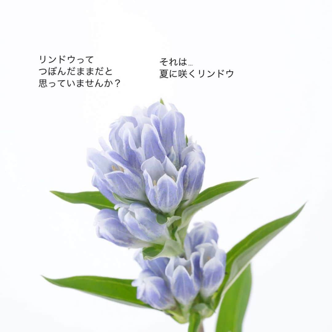 雑誌『花時間』さんのインスタグラム写真 - (雑誌『花時間』Instagram)「リンドウは夏と秋で違う顔だって知ってました？  花時間（＠hanajikan_magazine）です。  夏は、ぷっくりしたつぼみのまま。 秋は、ぱっちり顔を楽しめるんです。  同じリンドウでも種類が異なるからで、9月までは、花が開かないエゾリンドウ系。  これからは、花が開くササリンドウ系の品種が出回ります。  夏、リンドウを飾って、いつになったら開くの？　えっ、開かないまま終わっちゃった😭😭😭と落胆していたなら……これで、納得？お世話を怠けていたからでもなんでもなくて、そーいう子だったのです。  いくら開くからと言っても、花びらの水濡れはNG🙅‍♀️🙅🙅‍♂️  花びらが開かなくなるし、シミもできちゃいますよーー！　  買ってきたリンドウが元気をなくしたら、水中で茎を折る「水折り」を試してみてください。  では、本日もお疲れさまでした🍵  明日も元気smile😊😊😊で頑張りましょう！ らんまんは、あと3回。さみしいね。 byピーターパン  【花時間ニュース】 💜『花時間マルシェ』発、花の定期便が大好評🥰　世界でここだけのバラと旬花が届く嬉しいサービスです💕  💜『花時間』の2024年カレンダー、大好評発売中！  💜『花時間2023秋』〈花屋さんへ行こう〉大好評発売中！  💜『花と短歌でめぐる 二十四節気 花のこよみ』大好評発売中  💜『花と短歌でめぐる 二十四節気 花のこよみ』大好評発売中  すべて @hanajikan_magazine のプロフィールのリンクから飛べます✈️  『花時間』本誌や書籍は全国の書店、ネット書店でも発売中✨  #花時間  #フラワーアレンジ #リンドウ #秋の花 #りんどう  #花が好き #花が好きな人と繋がりたい  #花を飾る  #花を飾る生活 #花屋さんへ行こう」9月26日 19時26分 - hanajikan_magazine