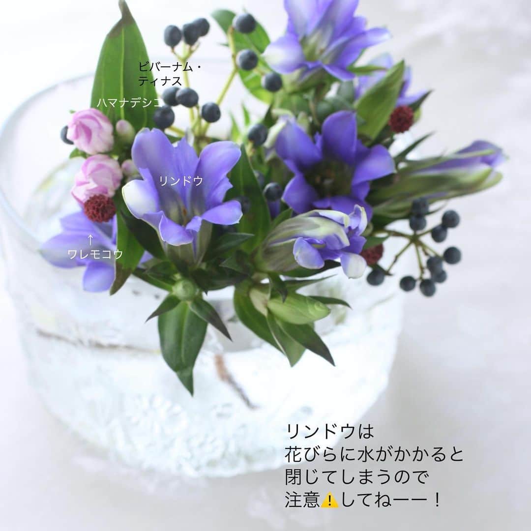 雑誌『花時間』さんのインスタグラム写真 - (雑誌『花時間』Instagram)「リンドウは夏と秋で違う顔だって知ってました？  花時間（＠hanajikan_magazine）です。  夏は、ぷっくりしたつぼみのまま。 秋は、ぱっちり顔を楽しめるんです。  同じリンドウでも種類が異なるからで、9月までは、花が開かないエゾリンドウ系。  これからは、花が開くササリンドウ系の品種が出回ります。  夏、リンドウを飾って、いつになったら開くの？　えっ、開かないまま終わっちゃった😭😭😭と落胆していたなら……これで、納得？お世話を怠けていたからでもなんでもなくて、そーいう子だったのです。  いくら開くからと言っても、花びらの水濡れはNG🙅‍♀️🙅🙅‍♂️  花びらが開かなくなるし、シミもできちゃいますよーー！　  買ってきたリンドウが元気をなくしたら、水中で茎を折る「水折り」を試してみてください。  では、本日もお疲れさまでした🍵  明日も元気smile😊😊😊で頑張りましょう！ らんまんは、あと3回。さみしいね。 byピーターパン  【花時間ニュース】 💜『花時間マルシェ』発、花の定期便が大好評🥰　世界でここだけのバラと旬花が届く嬉しいサービスです💕  💜『花時間』の2024年カレンダー、大好評発売中！  💜『花時間2023秋』〈花屋さんへ行こう〉大好評発売中！  💜『花と短歌でめぐる 二十四節気 花のこよみ』大好評発売中  💜『花と短歌でめぐる 二十四節気 花のこよみ』大好評発売中  すべて @hanajikan_magazine のプロフィールのリンクから飛べます✈️  『花時間』本誌や書籍は全国の書店、ネット書店でも発売中✨  #花時間  #フラワーアレンジ #リンドウ #秋の花 #りんどう  #花が好き #花が好きな人と繋がりたい  #花を飾る  #花を飾る生活 #花屋さんへ行こう」9月26日 19時26分 - hanajikan_magazine