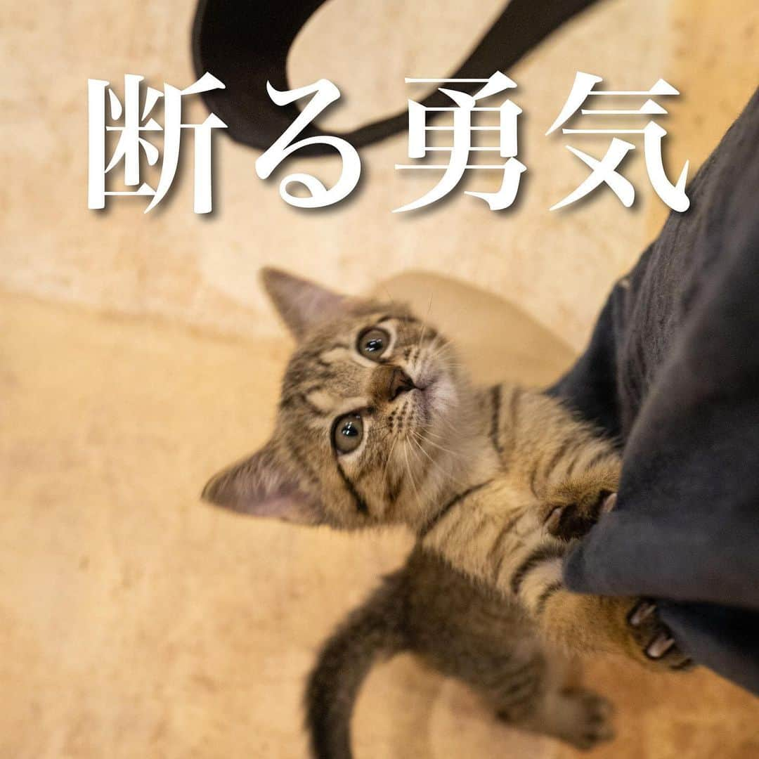 猫カフェきぶん屋のインスタグラム：「断る勇気も必要  ここ最近で動物愛護団体の多頭飼育崩壊の情報が続けて入ってきています。 その人たちも一生懸命やって限界が来てしまって今の状況になってしまったのでしょうが、こうなる前に保護依頼を断る勇気も必要だなと改めて思います。  自分が保護依頼を断ると目の前の命が殺処分されたり外で死んでしまうかもしれない。 その気持ち、すごく分かるのですがやり続けていたら確実にどこかで行き詰まるのと、動物愛護法で頭数制限が動物愛護団体にも設けられたのであまりにも多い数を保護していると法律違反にもなります。  できないことはできないし、法律に違反して動物取扱業を取り消しされるとこれから活動できなくなるので困ります。 なので僕は無理はしません。 これ以上は無理という場合は断ってます。  「目の前の命が殺処分されてもいいの？」と聞かれたら、質問者にそっくりそのまま返したい。 そこまで言うならばあなたがなんとかしてくださいと。 自分でできることを考えてもらわないといつまで経ってもしんどいのは動物愛護団体になります。  保護依頼を断ることもたくさんあります。 その子がどうなったか気になるしモヤモヤはします。 けれど僕は無理をしないしこれからも団体を大きくするつもりもありません。 ただ、この活動に参加しやすいようにする土台を作っていきます。 誰かが頑張る活動ではなくみんなでできることをやっていく活動へ。 今はまだ全体的に動物愛護団体が保護できる数よりも保護依頼の方が多く、新たに活動者が増えていく必要があるかなと思います。 もう動物愛護団体の多頭飼育崩壊が起きませんように。  🙏皆様にお願い🙏  いいねだけでなく、右下の保存ボタンを押してもらえると嬉しいです。  すごい勢いでフォロワーさんが増えて、情報が届けやすくなります。  ベジニャンシリーズ食べて応援してください🍛🍜🍝 https://kenkoshukan.stores.jp/  リラポ申請で10%還元中‼︎  https://relapo.jp/products/shop/kaetemiyou  プロフィールのハイライトから進めます‼️   お店のご来店は完全予約制にしておりますのでメッセージかお電話ください😊 兵庫県宝塚市、阪急小林駅より徒歩6分   #猫　#ねこ　#ネコ　#保護猫　#猫動画 #保護猫と暮らす　#保護猫を家族に　#ねこのいる生活　#ねこのいる幸せ　#ねこちゃんホンポ　#ねこすたぐらむ　#にゃんすたぐらむ」