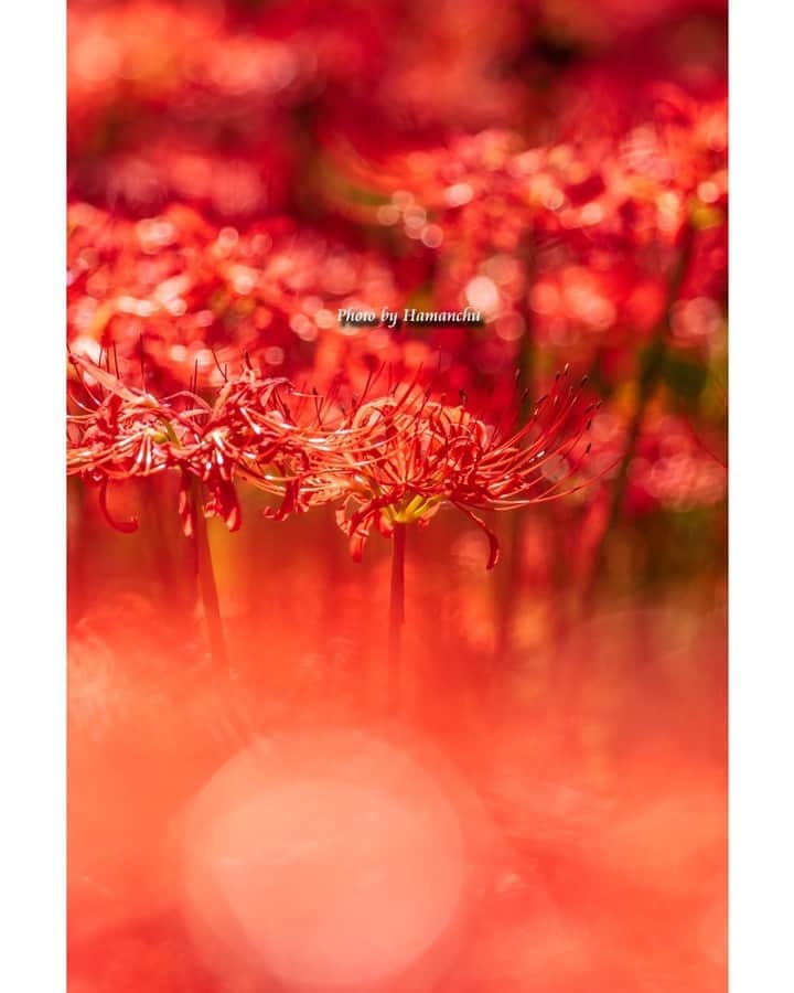 花の写真館のインスタグラム：「Photo by 雨宮 濱人. . Original Post[投稿いただいたURL] https://www.facebook.com/photo.php?fbid=2625174837613613 . 本アカウントは、 #私の花の写真 をつけてInstagramに投稿された皆さまの花の写真や、「花の写真館」Facebookページで投稿された花の写真を紹介します。 「花の写真館」Facebookページは、「 @floral.photograph 」のプロフィールにあるURLからご覧ください。 . ※各種法令、マナー、関係者の指示に従った撮影をお願いします。 *Please ensure that your photography adheres to all relevant laws, etiquette, and instructions issued by authorized persons. ※本アカウントは東京カメラ部がFacebook、Instagramのサービスを利用して運営しているもので、Meta社・Instagramとは一切関係ありません。 . #花の写真館 #floralphotograph #floralphoto #flower #flowers Follow: @floral.photograph」